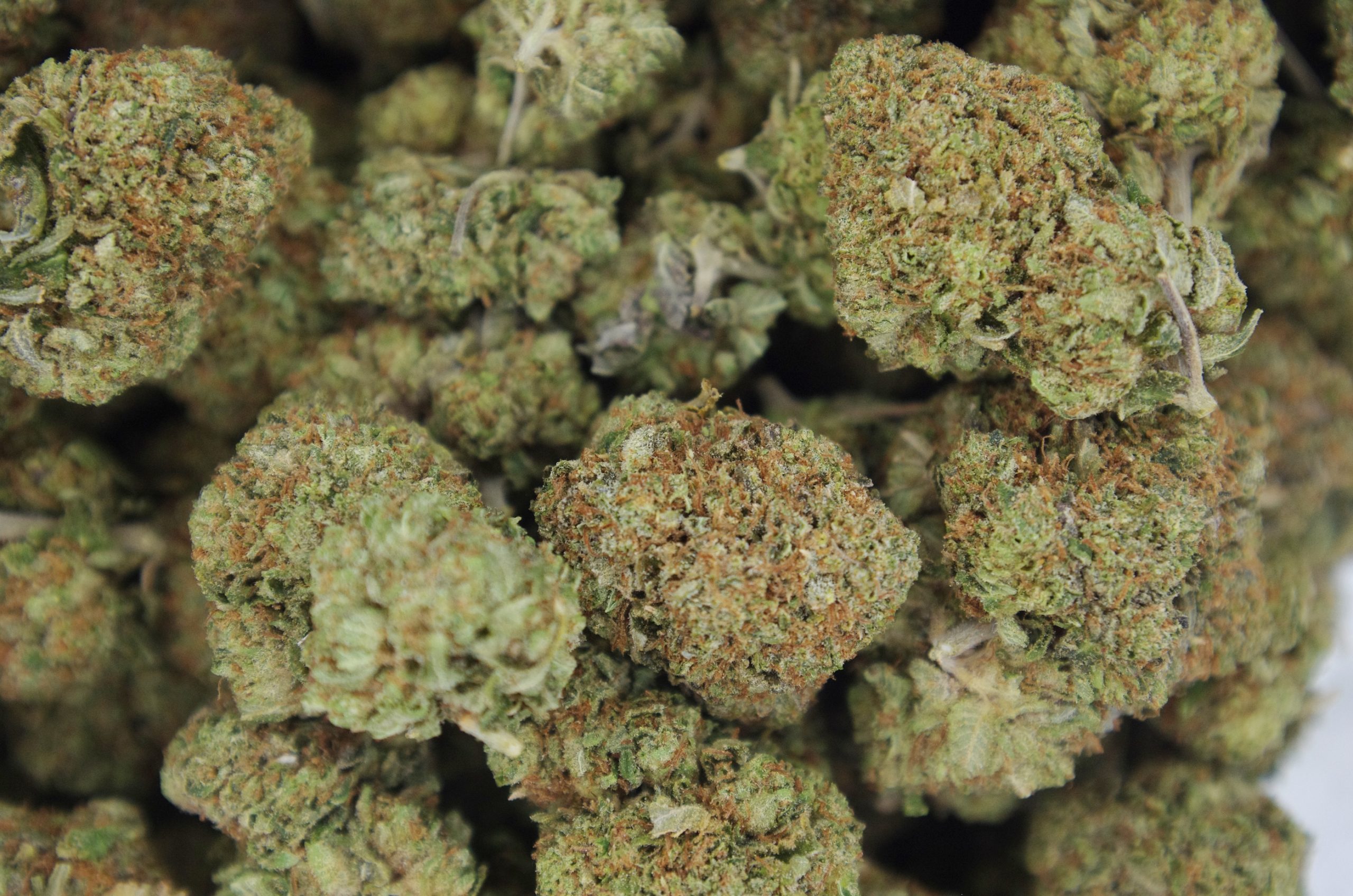 Master kush bag scaled 1 Master Kush