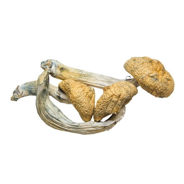 Shroom Amazonian