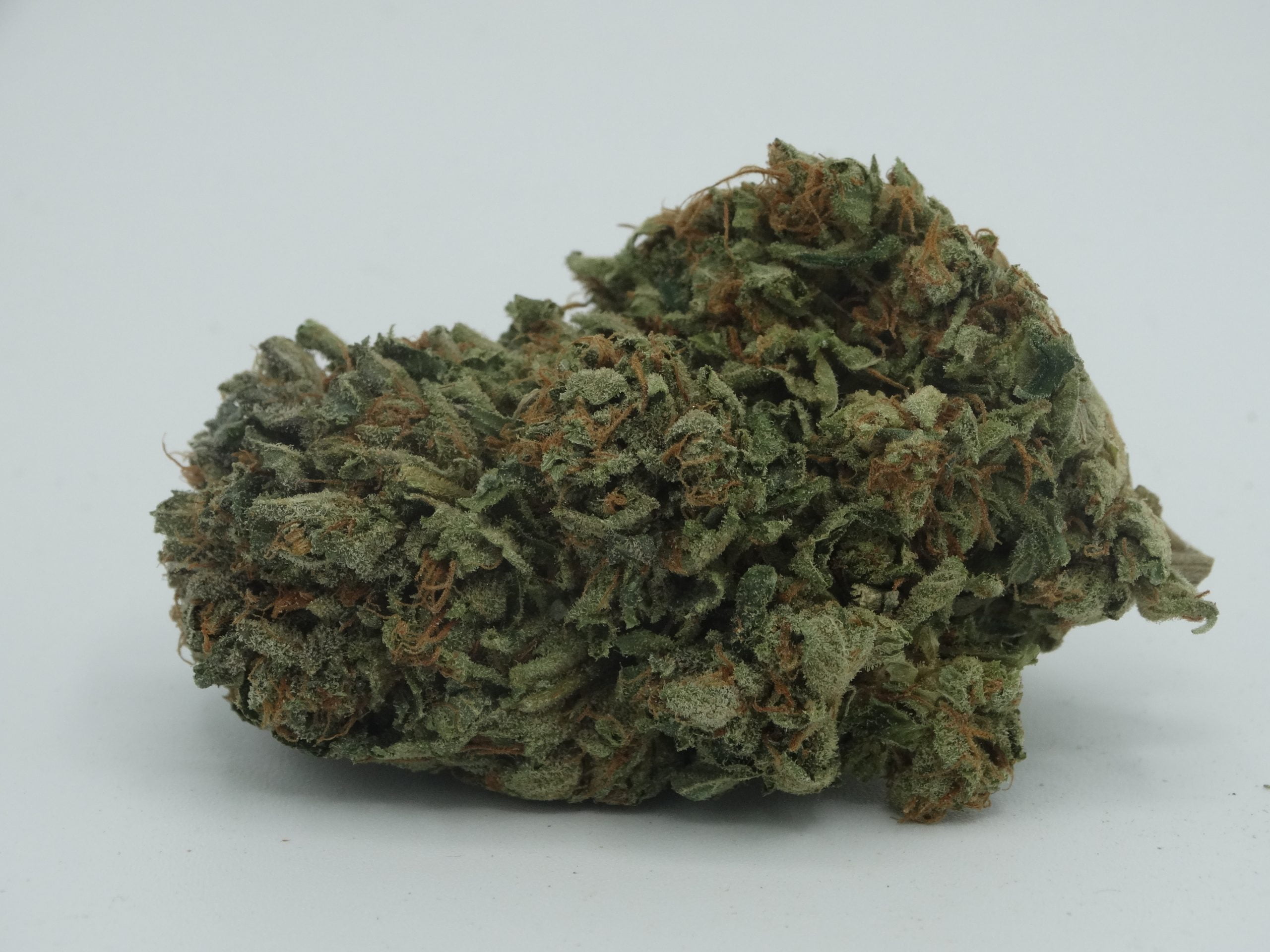 DSC05266 scaled Coastal Pink Oz Special