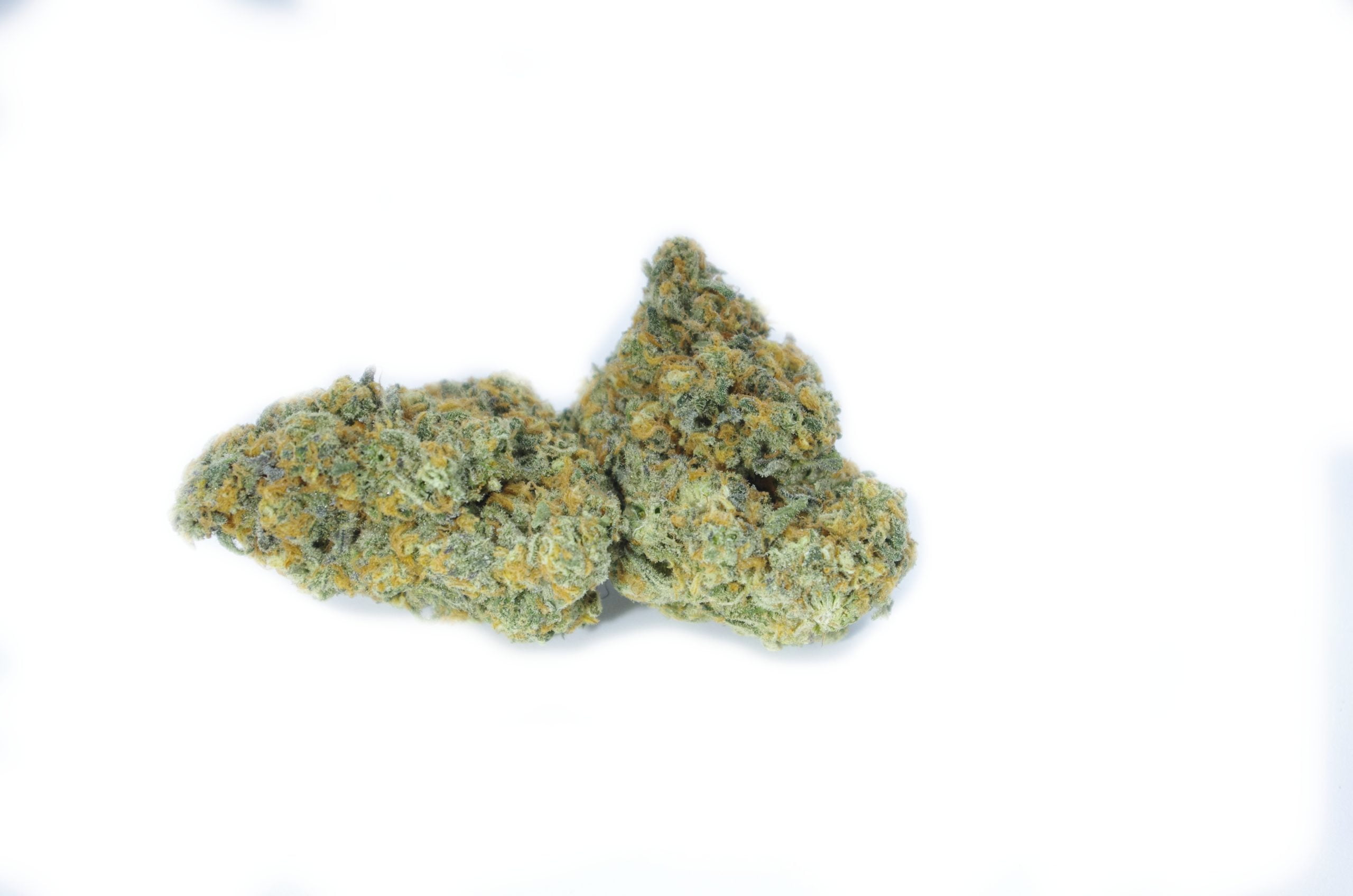 Tangie 2 scaled Tangie