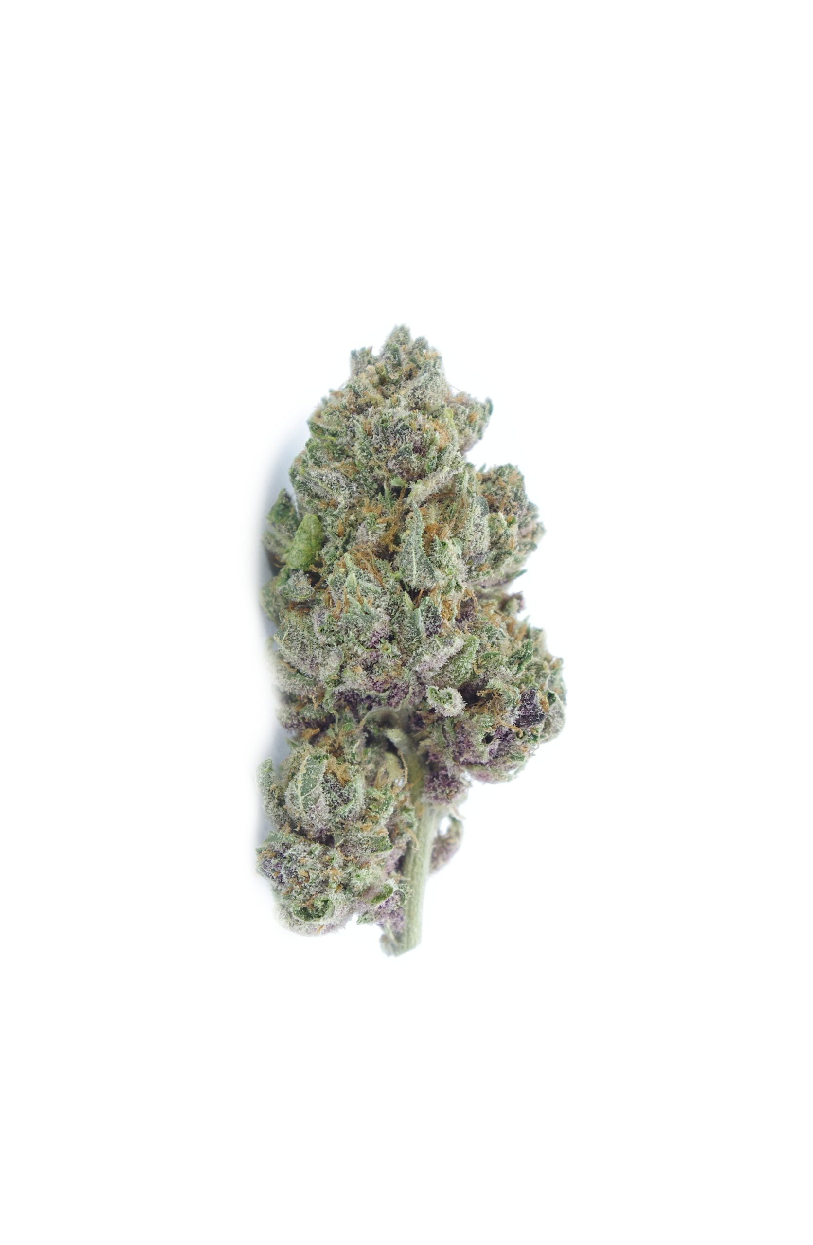 Banana Slamma bud scaled Banana Slamma Oz Special