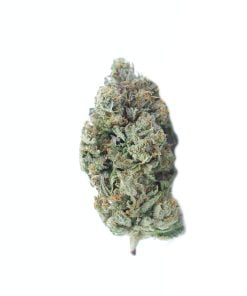 buy master kush online