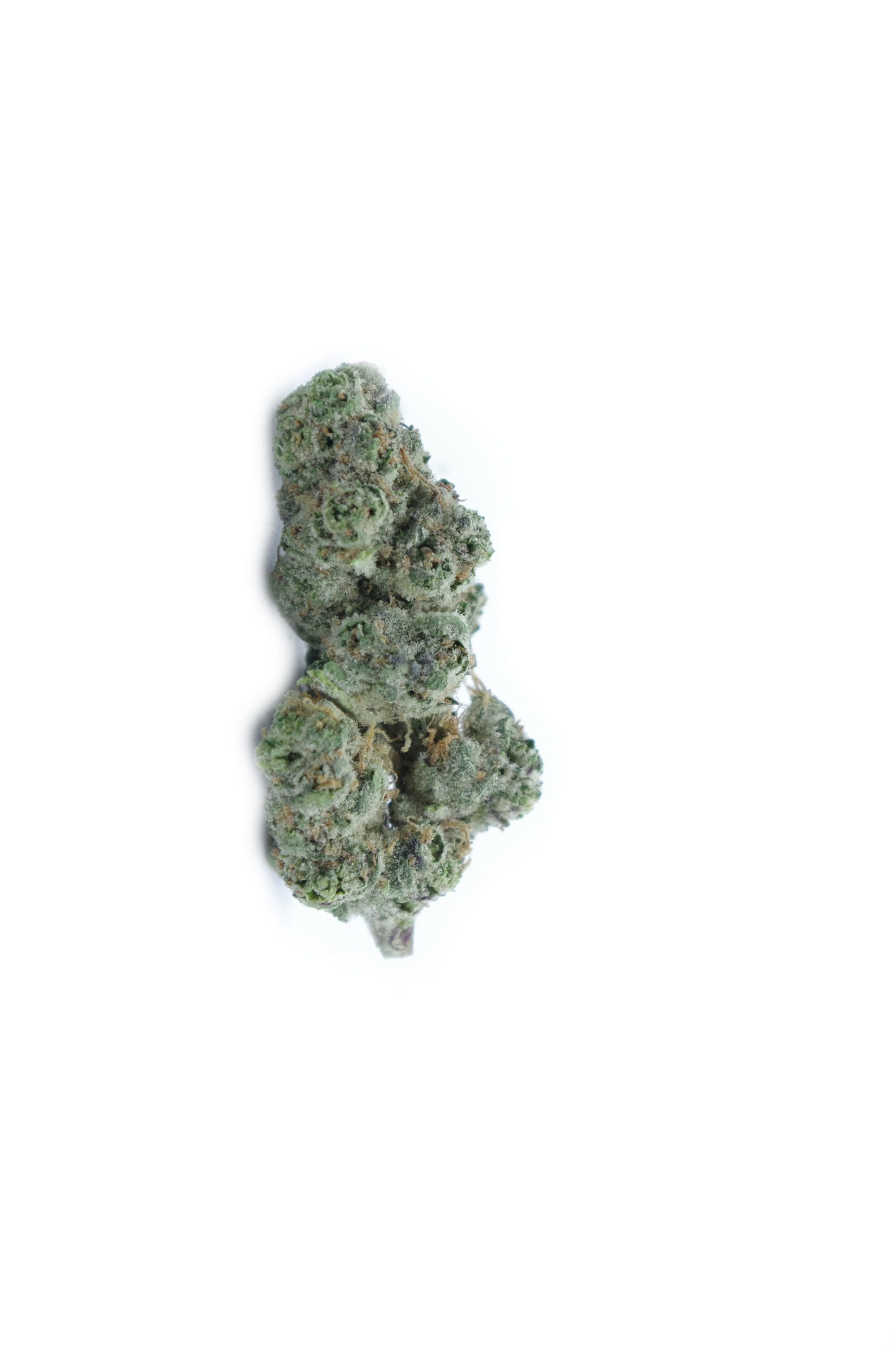 Tropicanna Punch bud Tropicanna Punch (Oz Special)