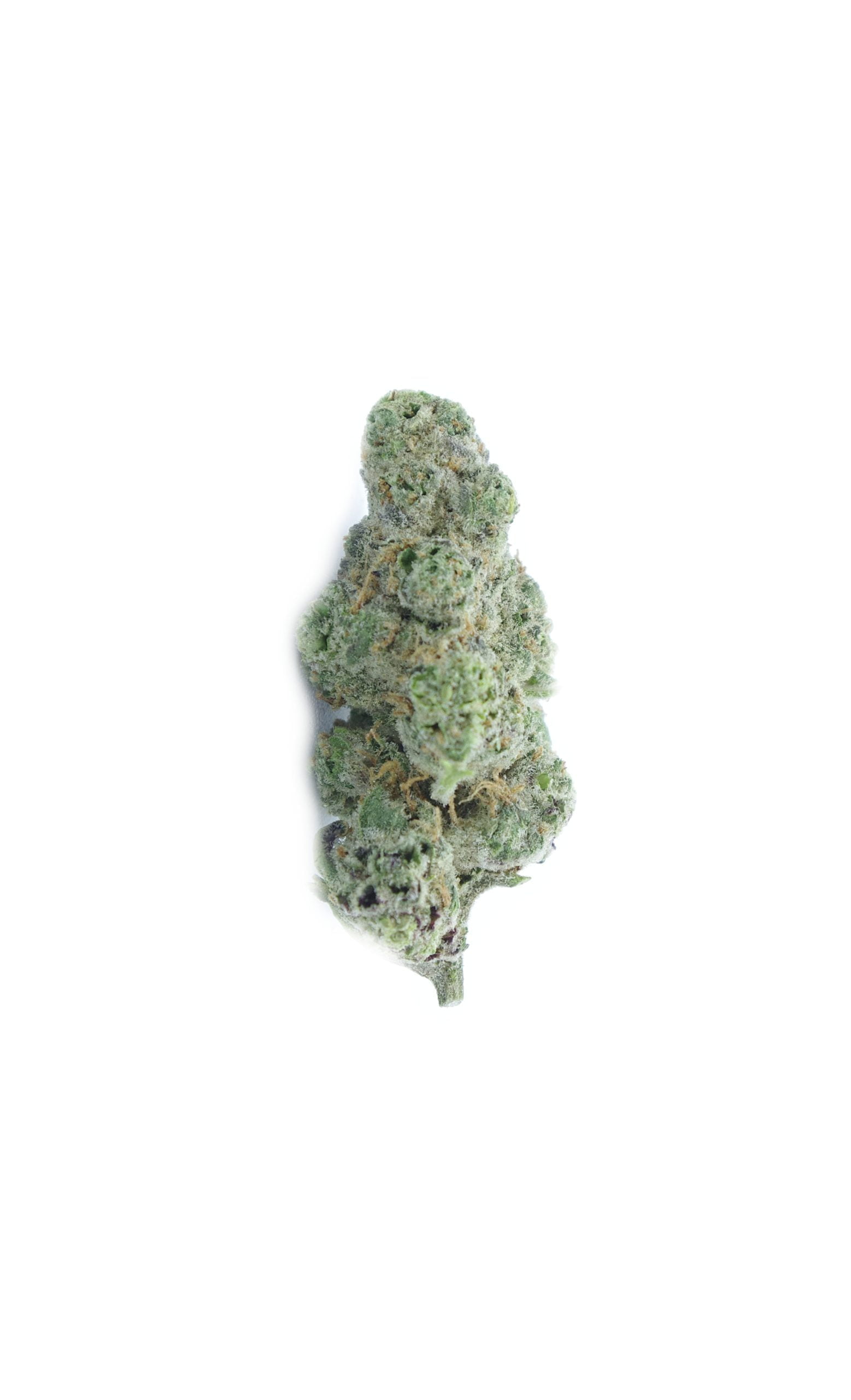 chocolope scaled Chocolope (Oz Special)