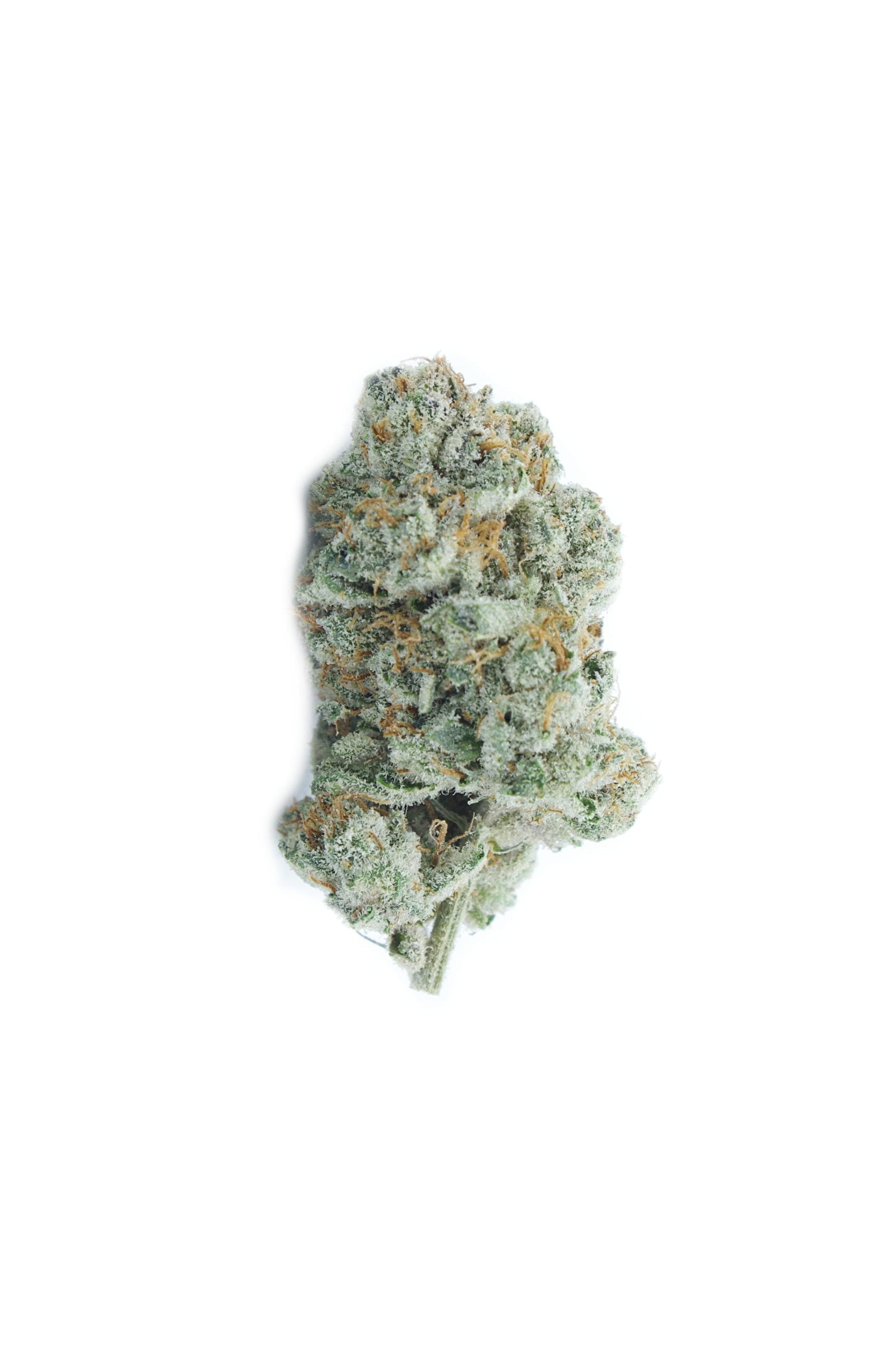 white runtz bud scaled White Runtz Oz Special