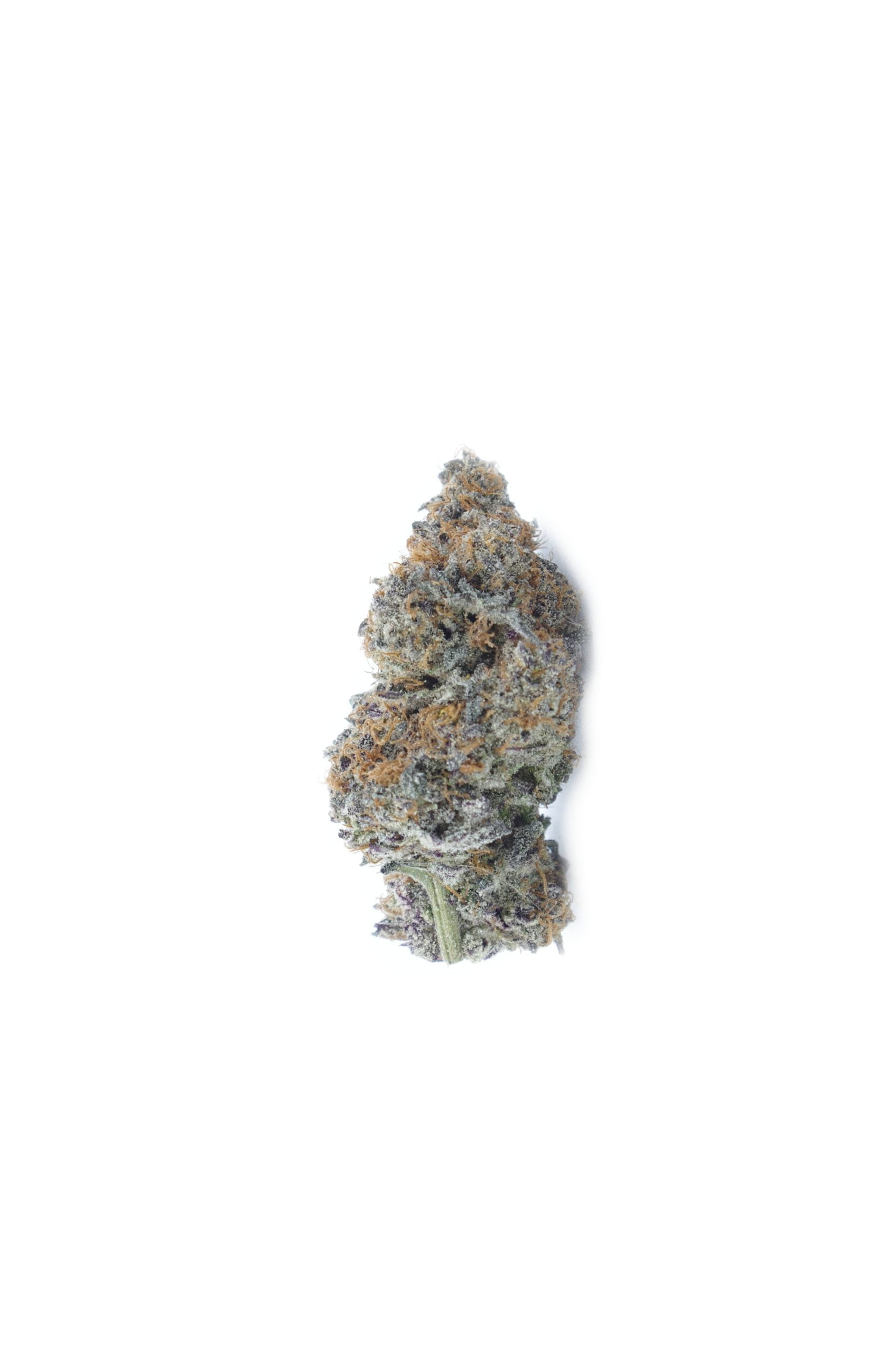 Humble Pie Bud scaled Humble Pie Oz Special