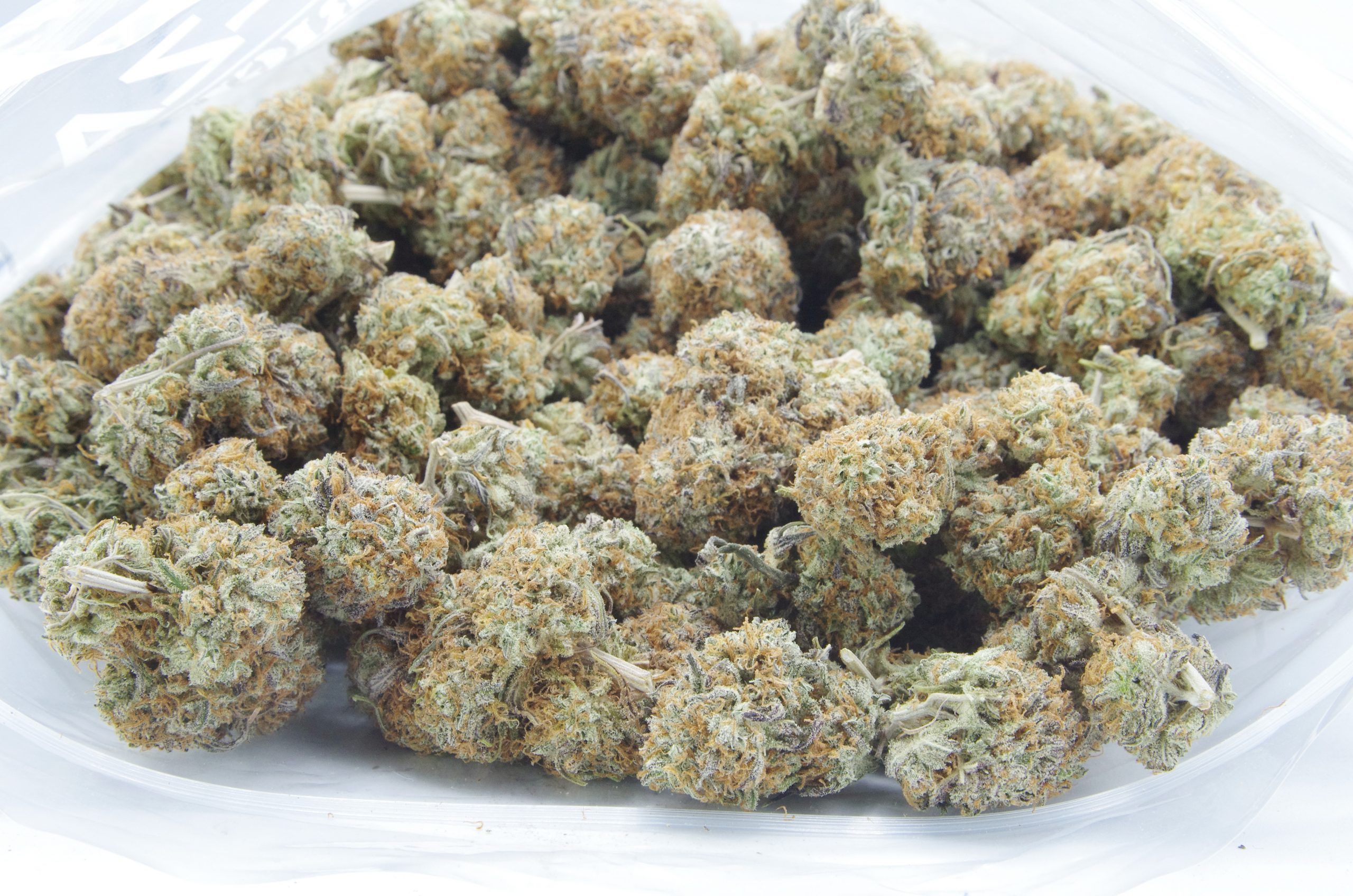 Gorilla Bomb bagk scaled Gorilla Bomb (Oz Special)