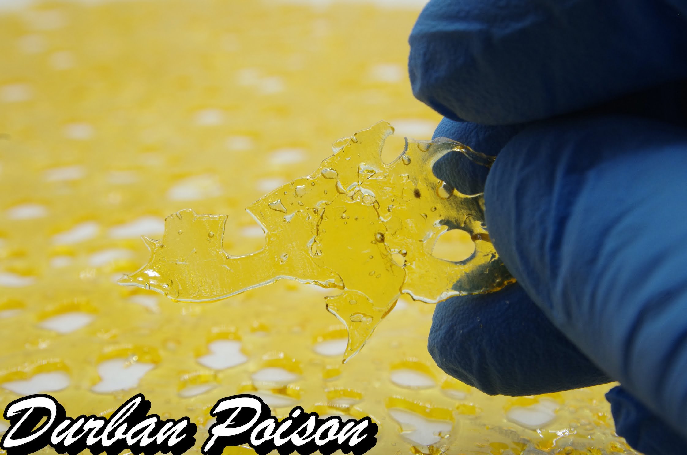 durban poison shatter Terpstar Shatter - Durban Poison