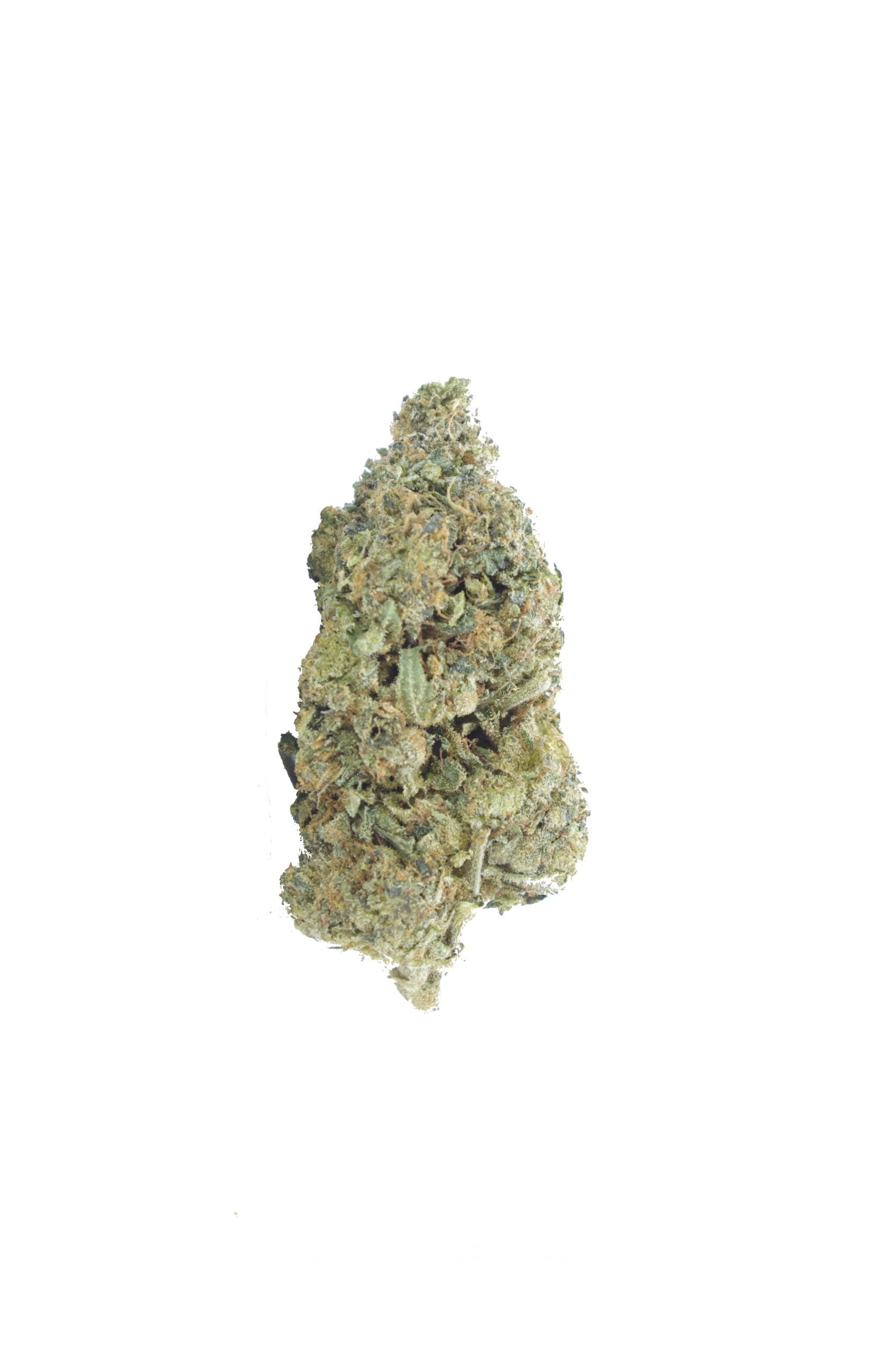 wifi og bud scaled WiFi OG (Oz Special)