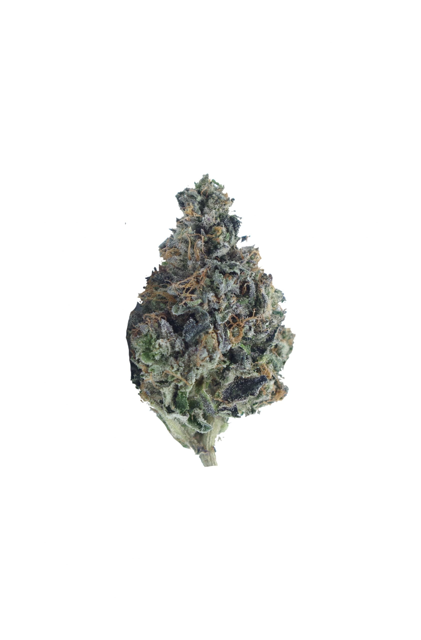 Pink Quattro bud scaled Quattro Pink Oz Special