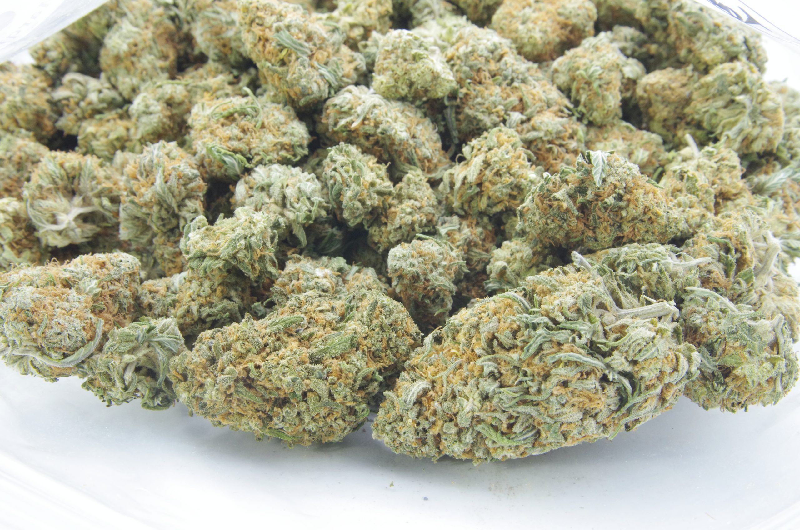 Tangie Bag scaled Tangie (Oz Special)