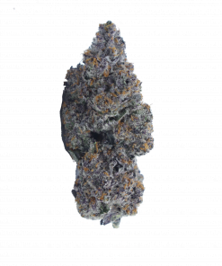 buy black biscotti online