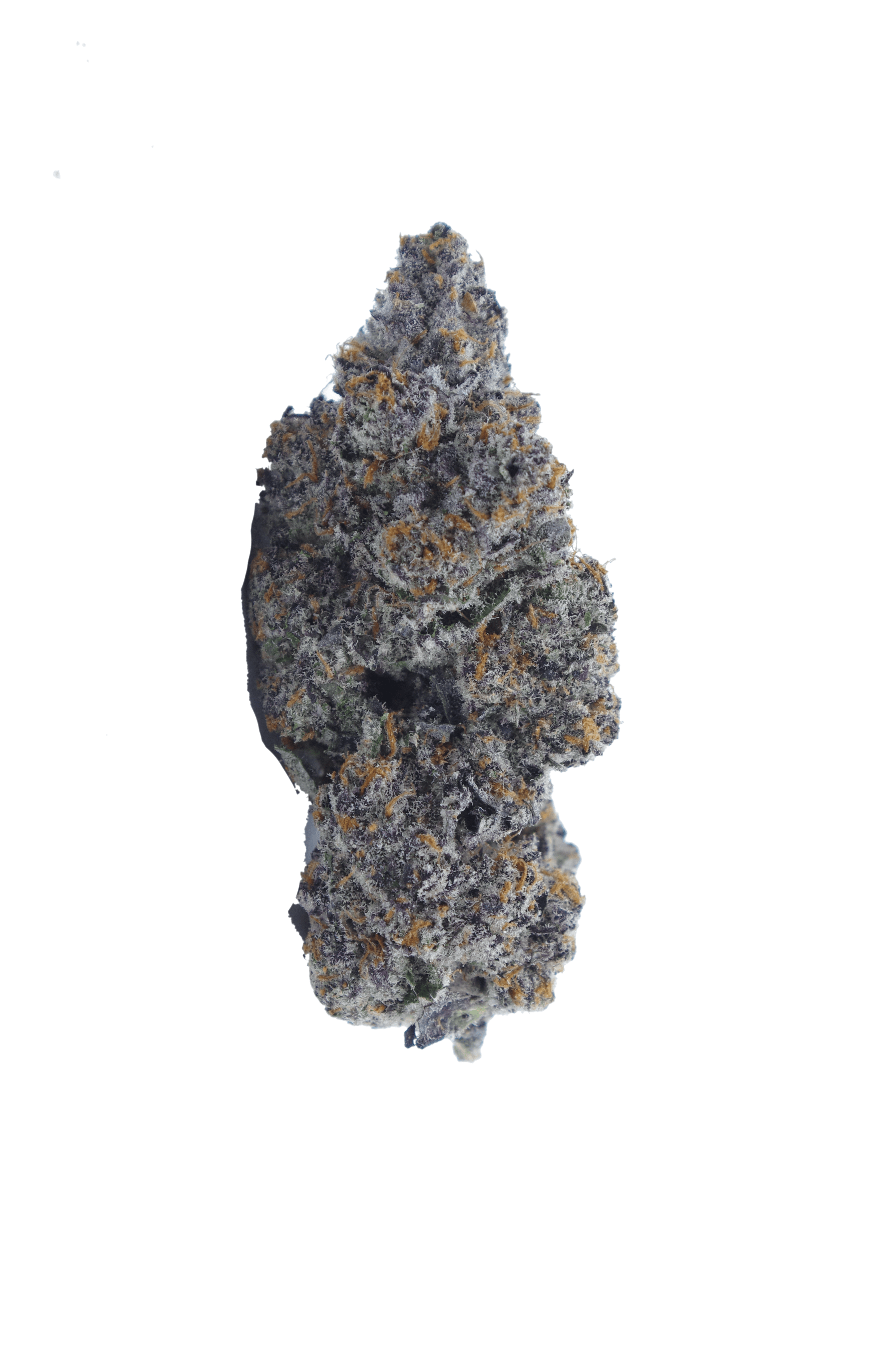 black biscotti bud Black Biscotti Oz Special
