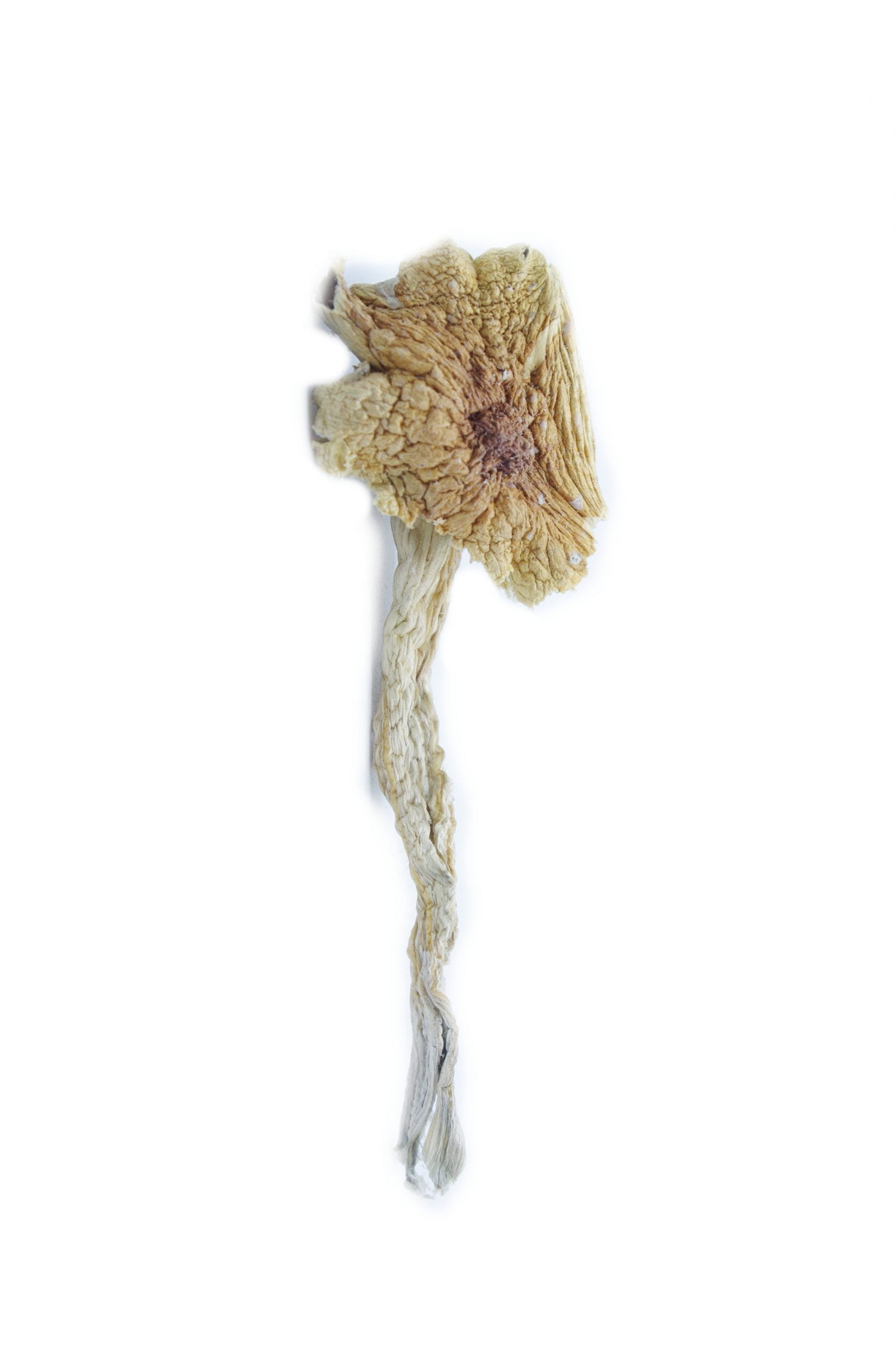 hawaiin magic mushrooms scaled Hawaiian Magic Mushrooms