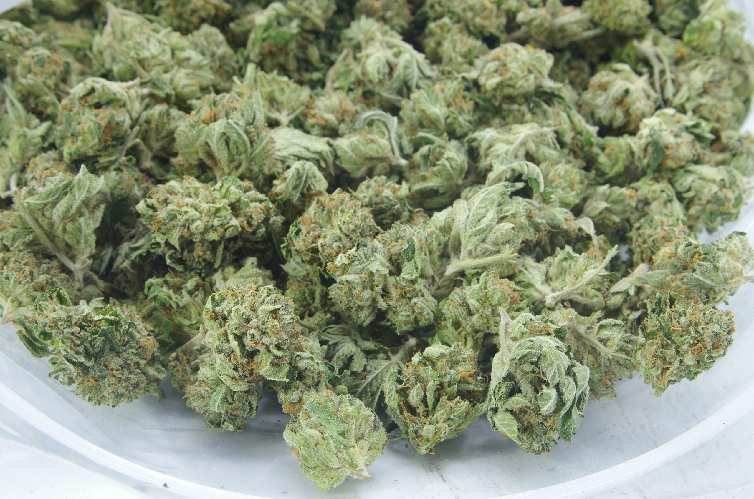 Comatose mids bag scaled Comatose Mids Oz Special