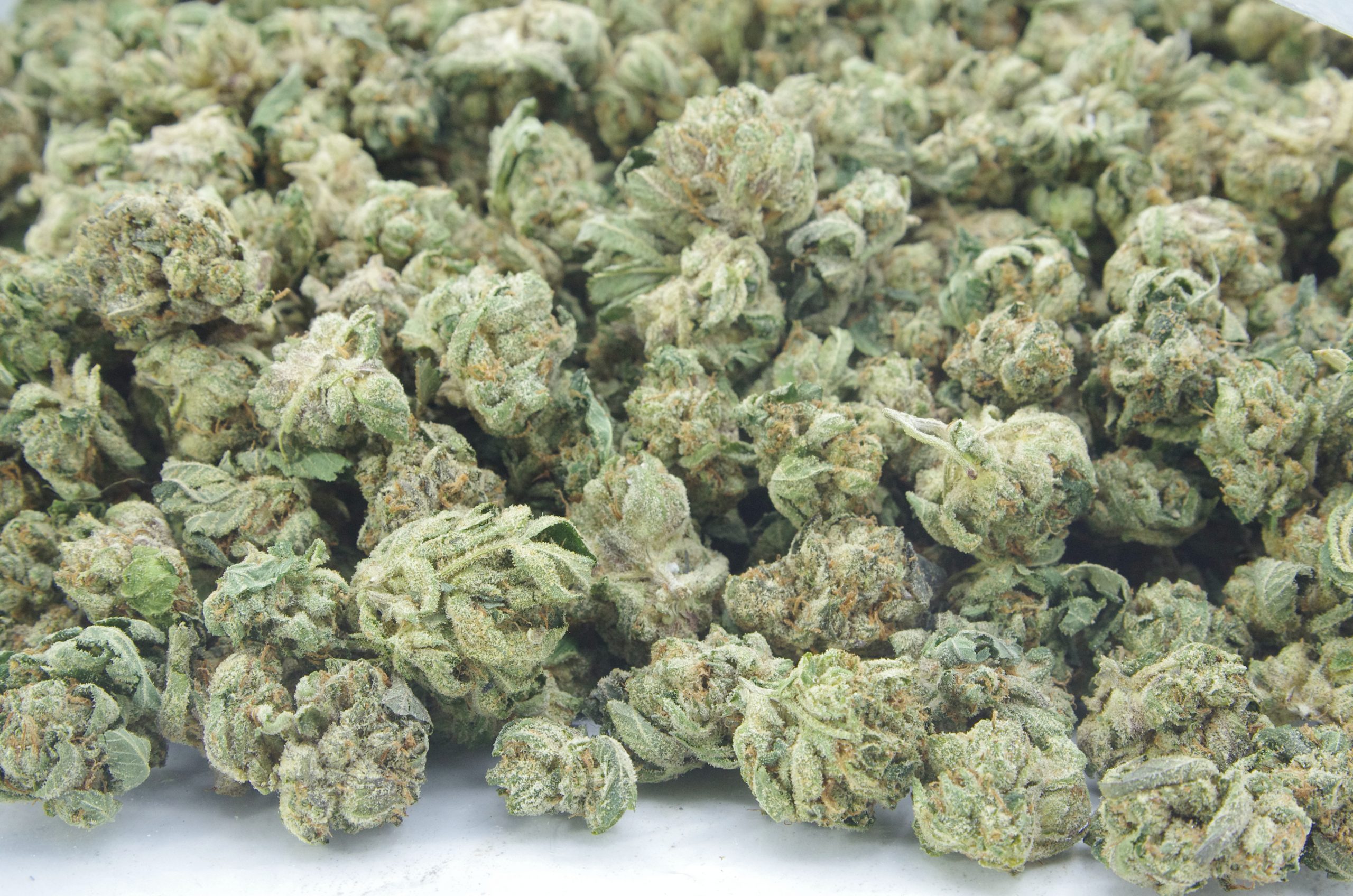 El chapo og smalls scaled El Chapo OG Smalls Oz Special