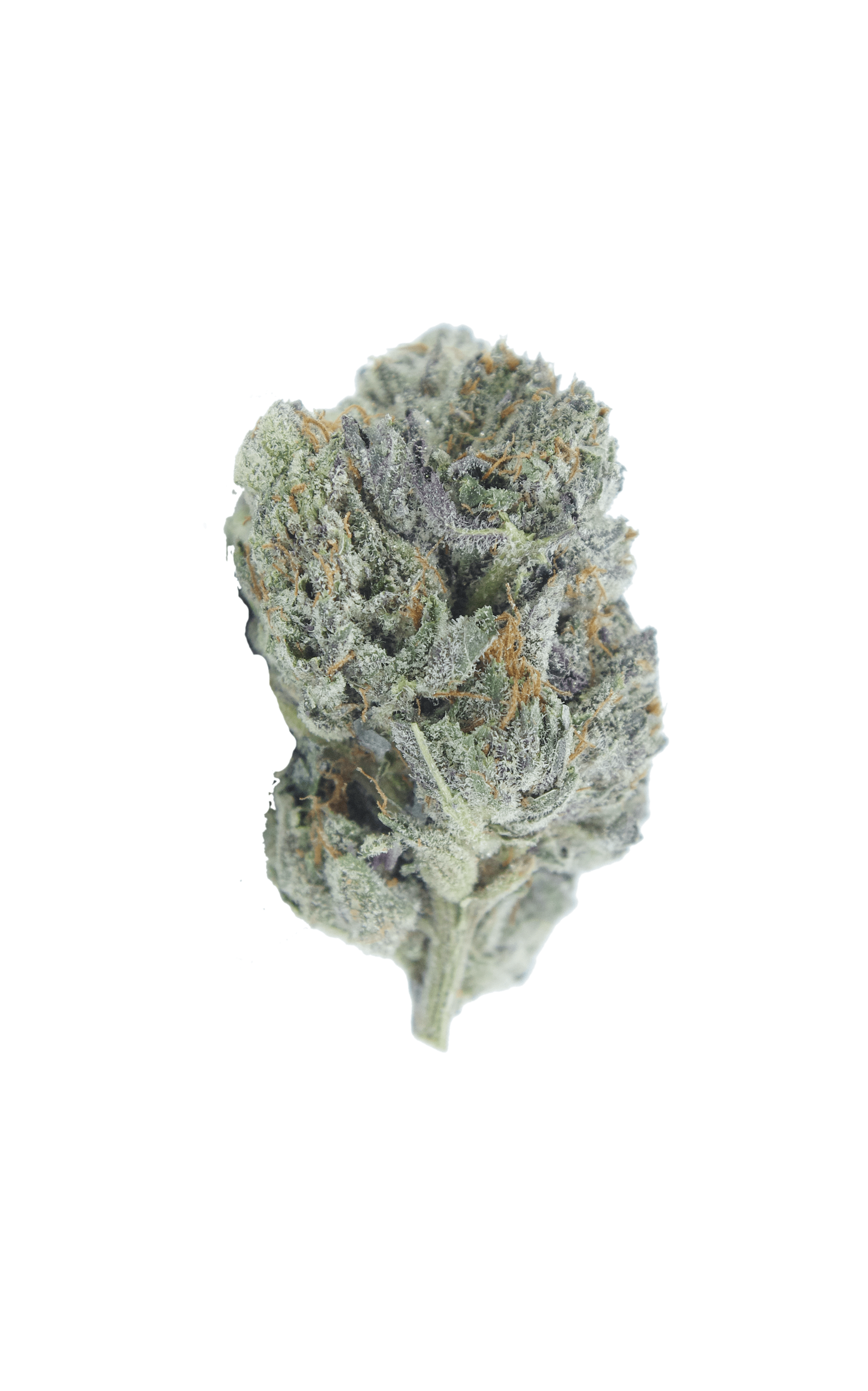 black gas 2 bud Black Gas Oz Special