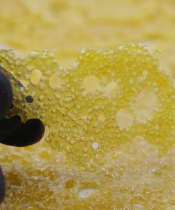 buy congo shatter online