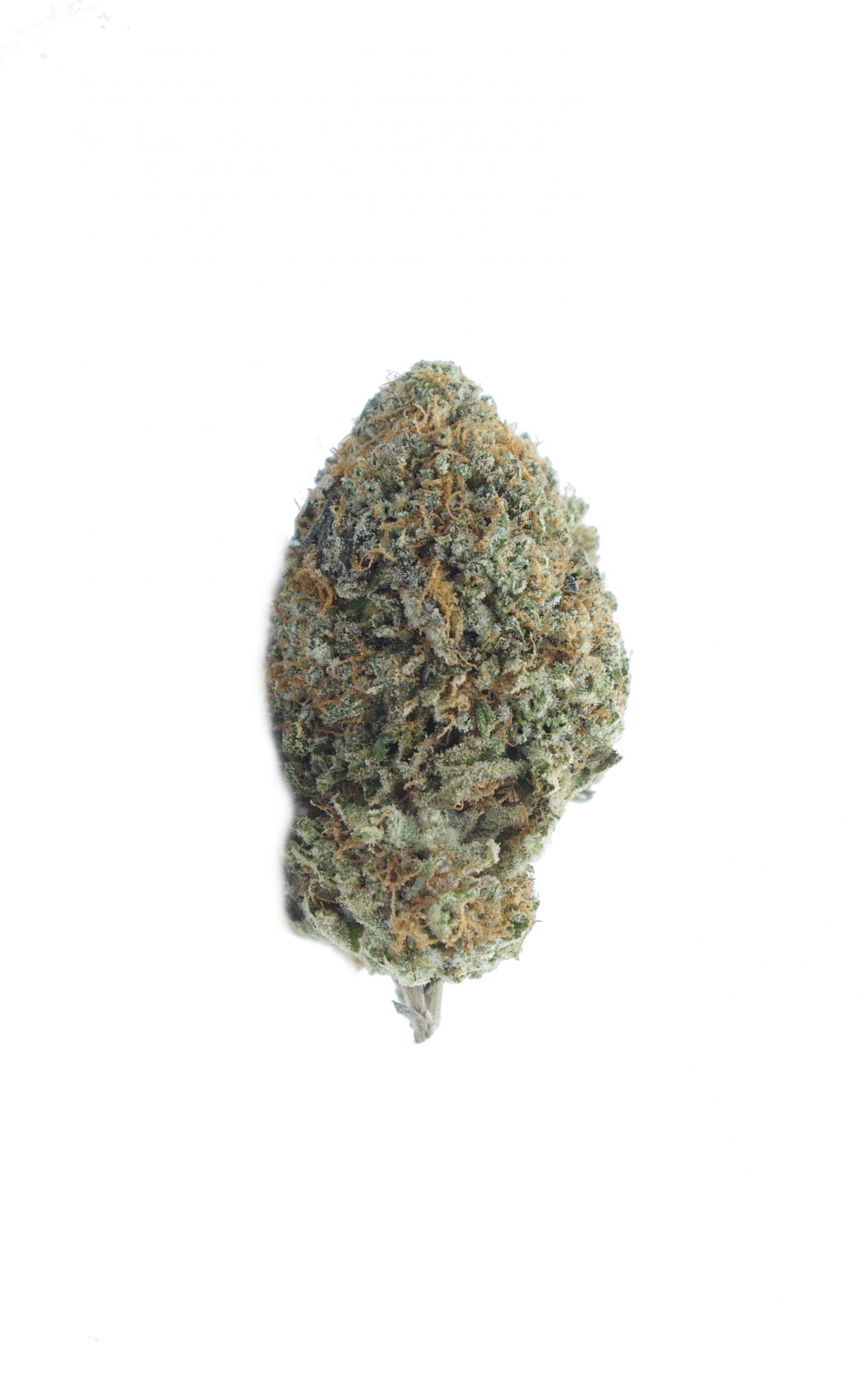 lemon biscotti bud scaled Lemon Biscotti (Oz Special)