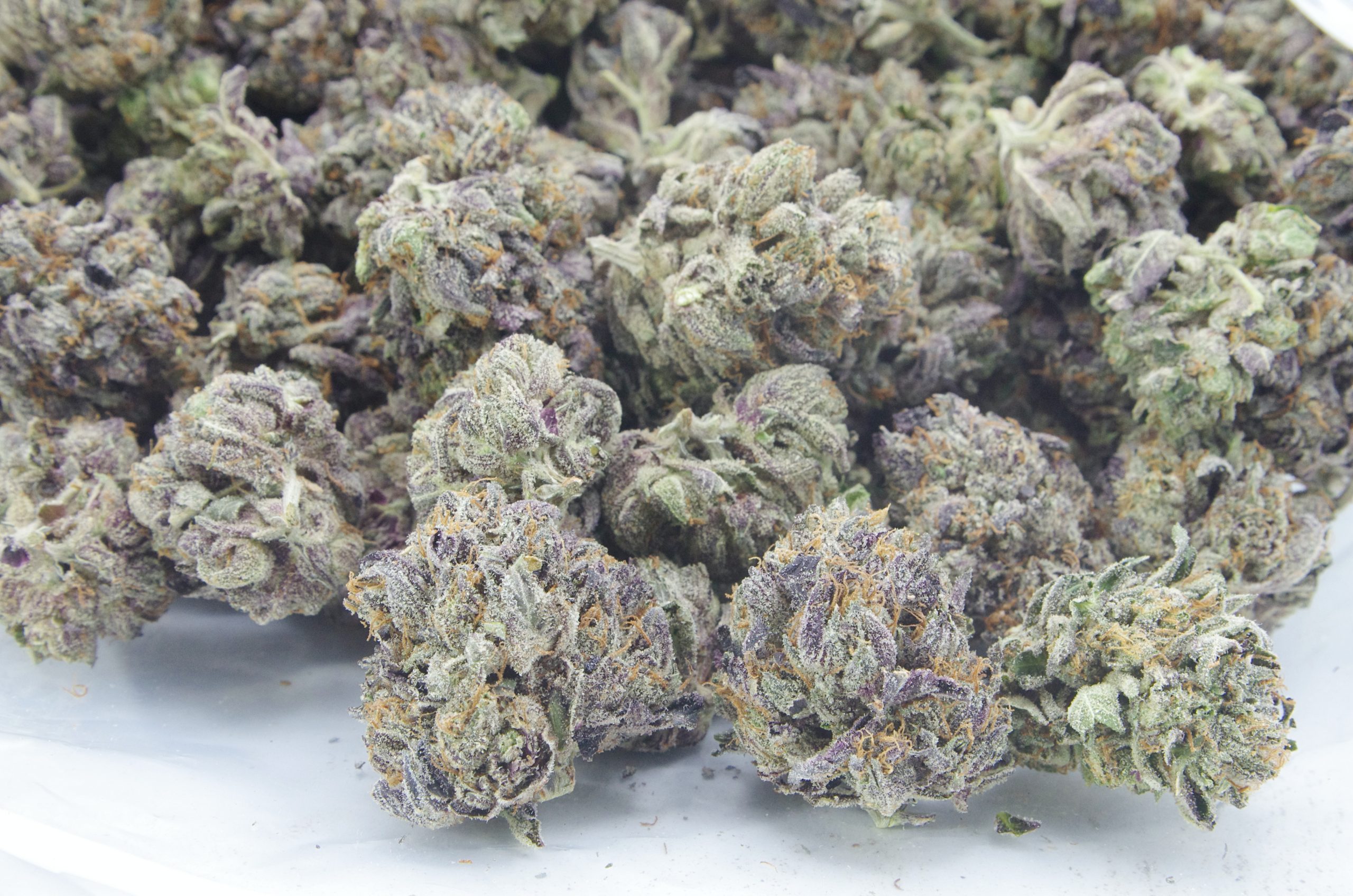 lizard bag scaled Lizard Kush Oz Special