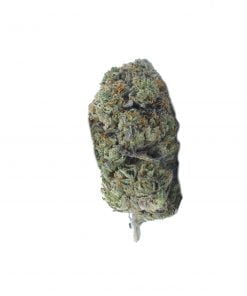 buy predator online