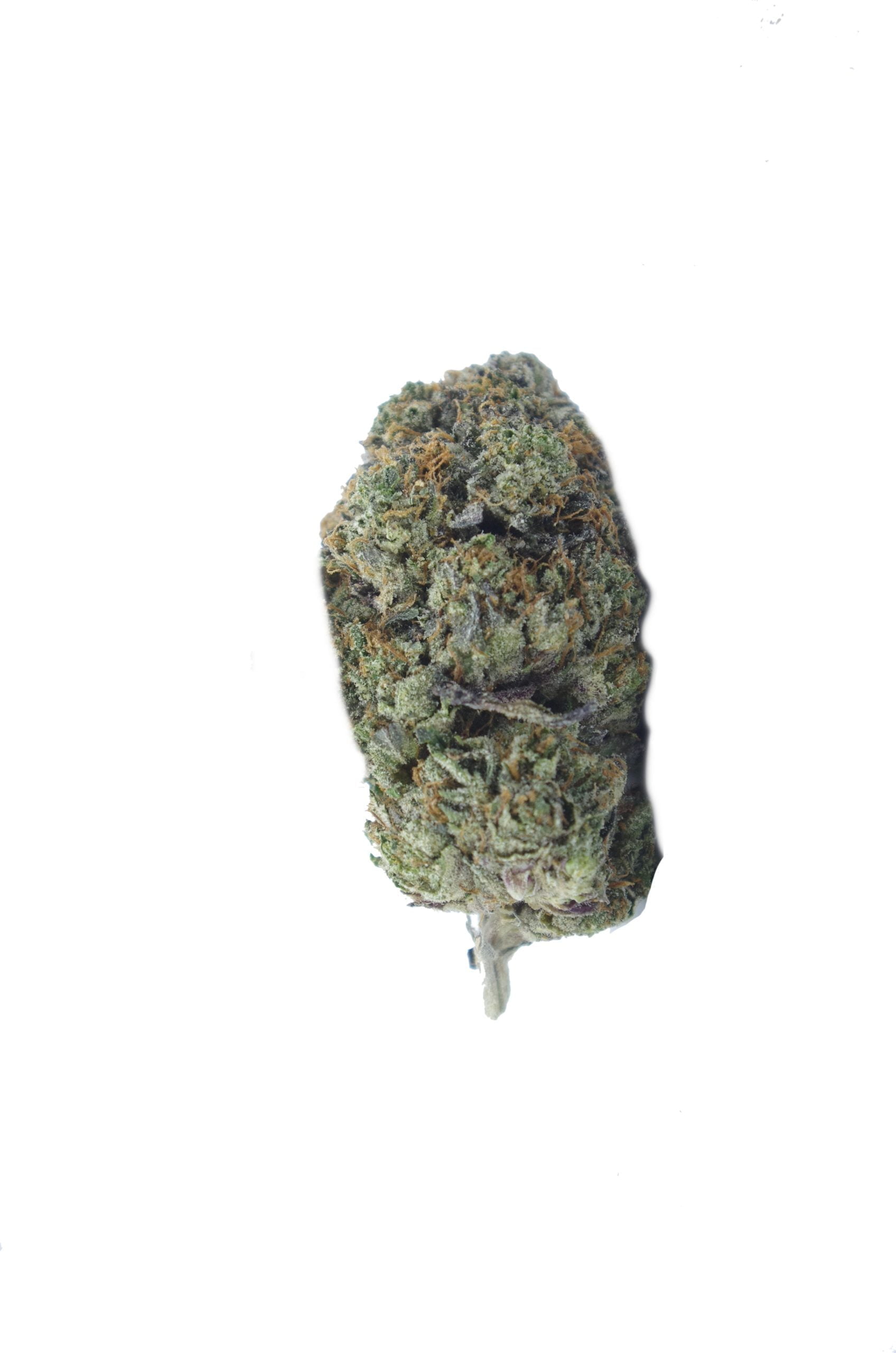 predator bud 2 scaled Predator Oz Special