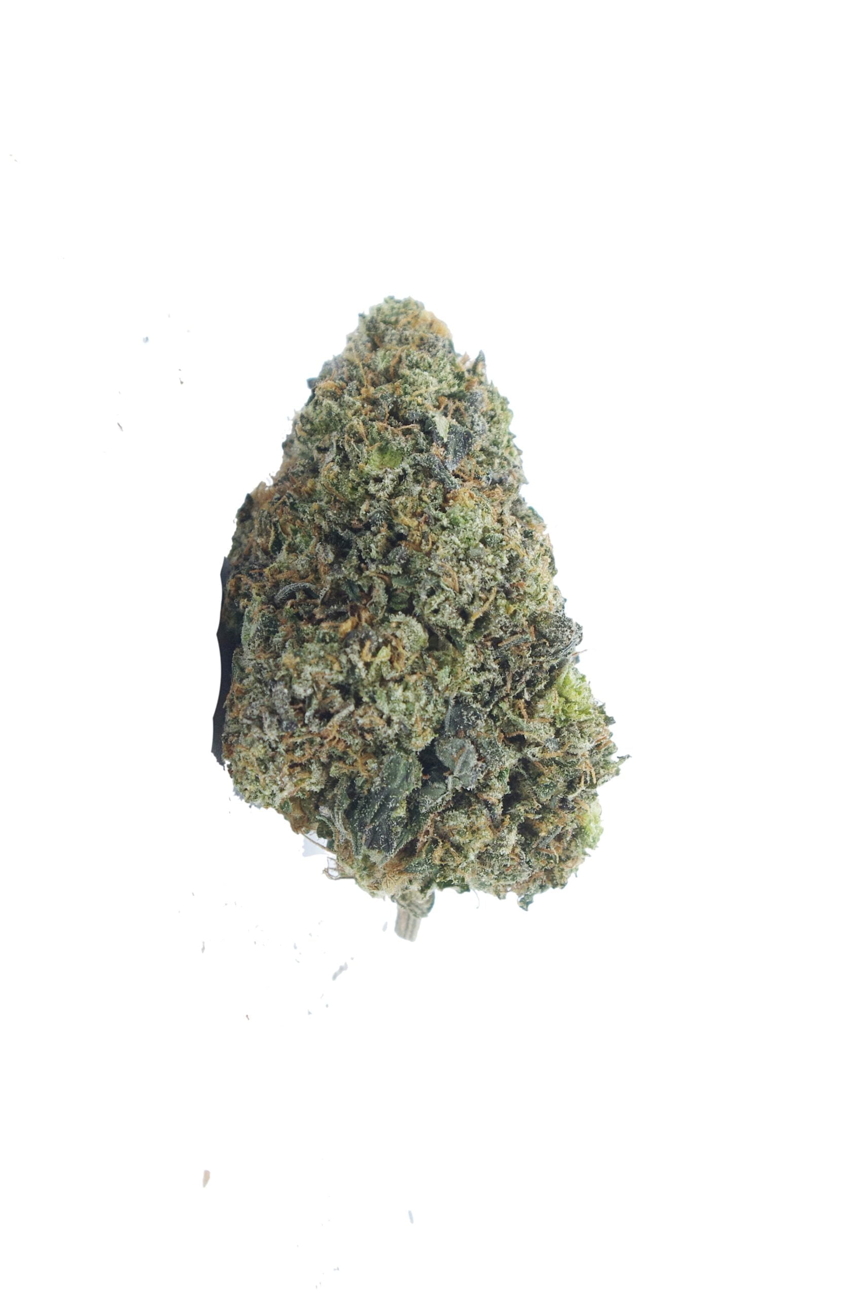 starwalker pink bud scaled Starwalker Oz Special