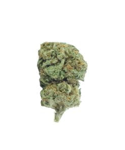 buy g-13 hashplant online