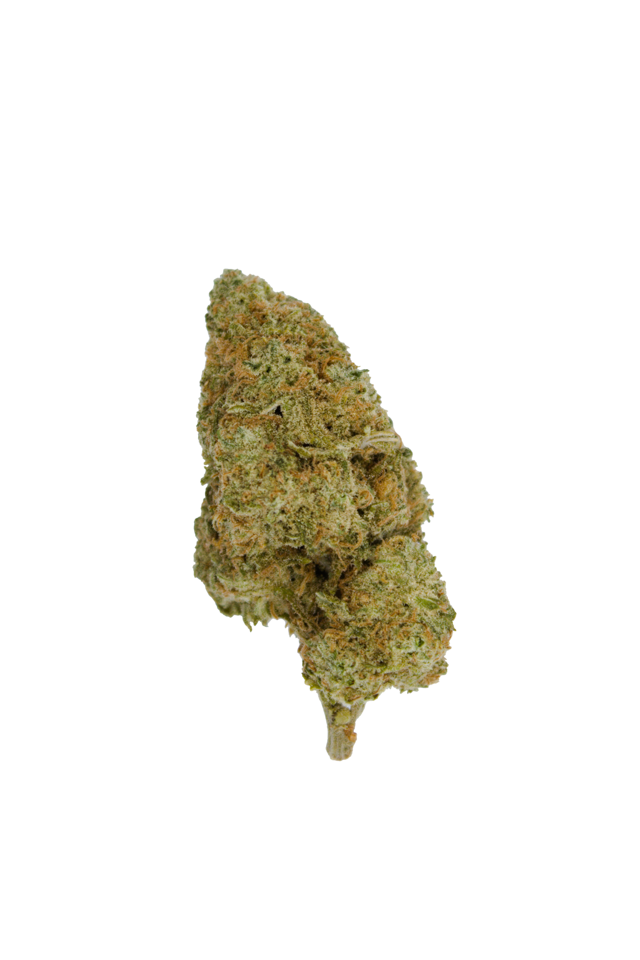 GSC Bud GSC (Oz Special)