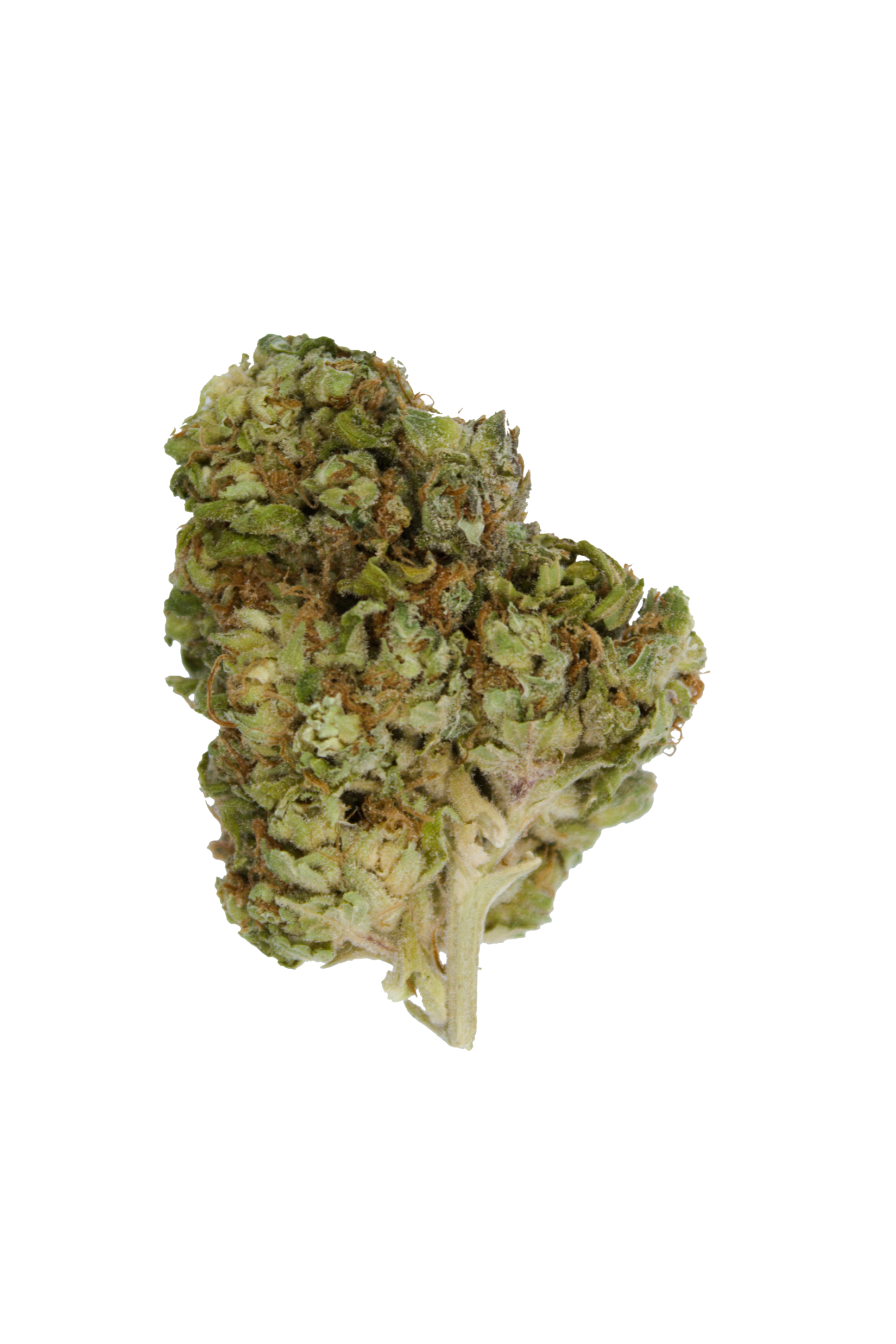 Haze OG Bud Haze OG (Oz special)