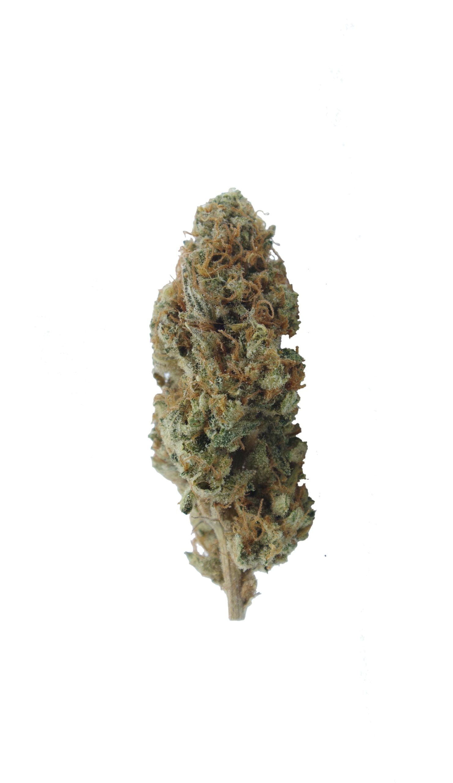 Peach Ringz Gelato bud scaled Peach Ringz Gelato (Living Soil Organic) Oz Special