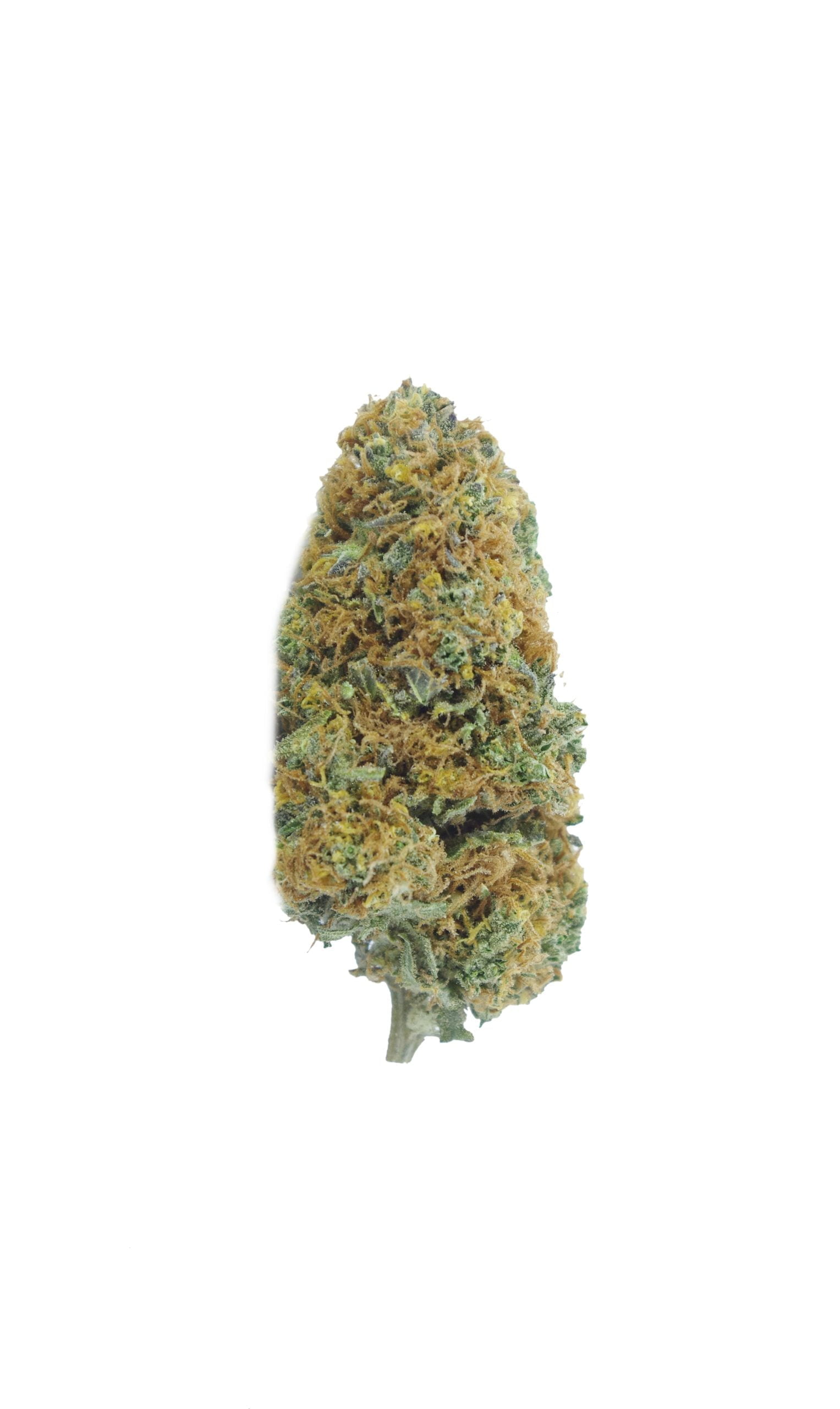 critical cheese bud scaled Critical Cheese Grams