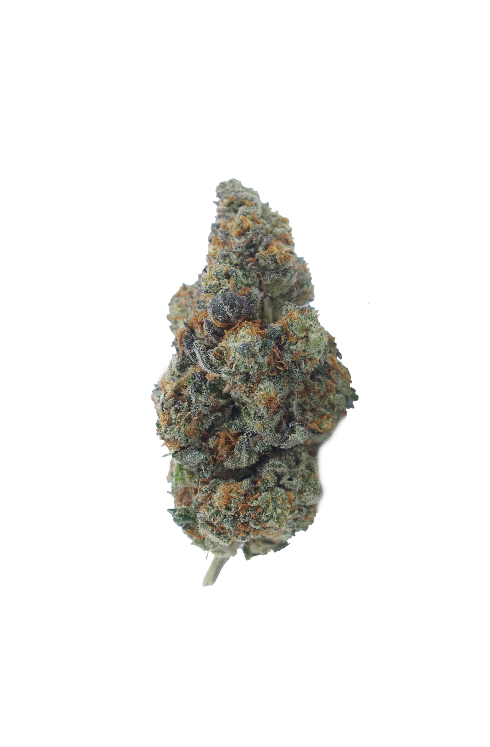 garlic cane bud scaled Garlic Cane (Oz Special)