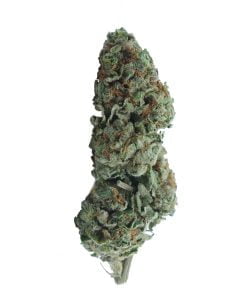 buy goudaberry online