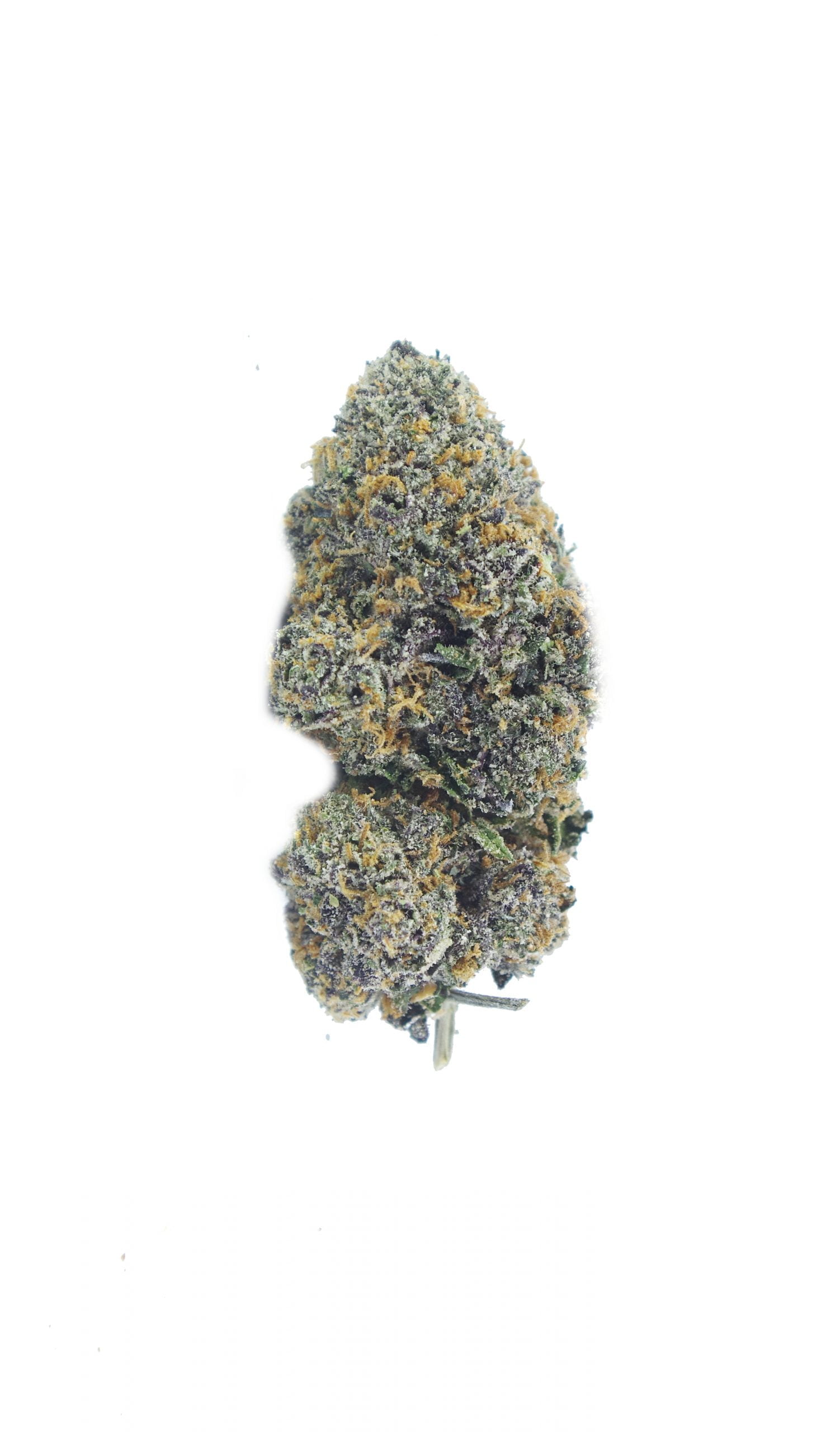 Berry Gelato bud scaled Berry Gelato Oz Special