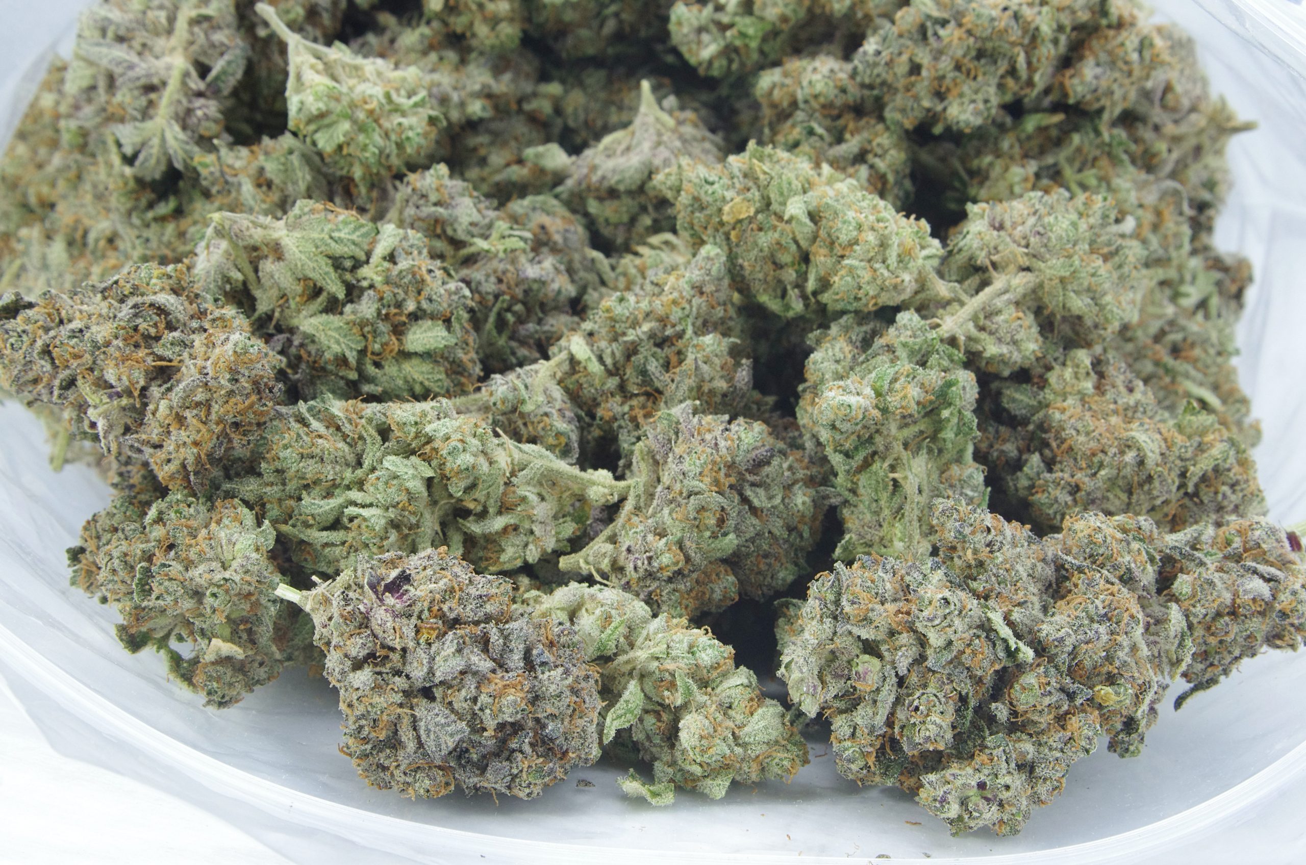 Jungle cookies bag scaled Jungle Cookies Oz Special