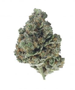 buy jungle cookies online