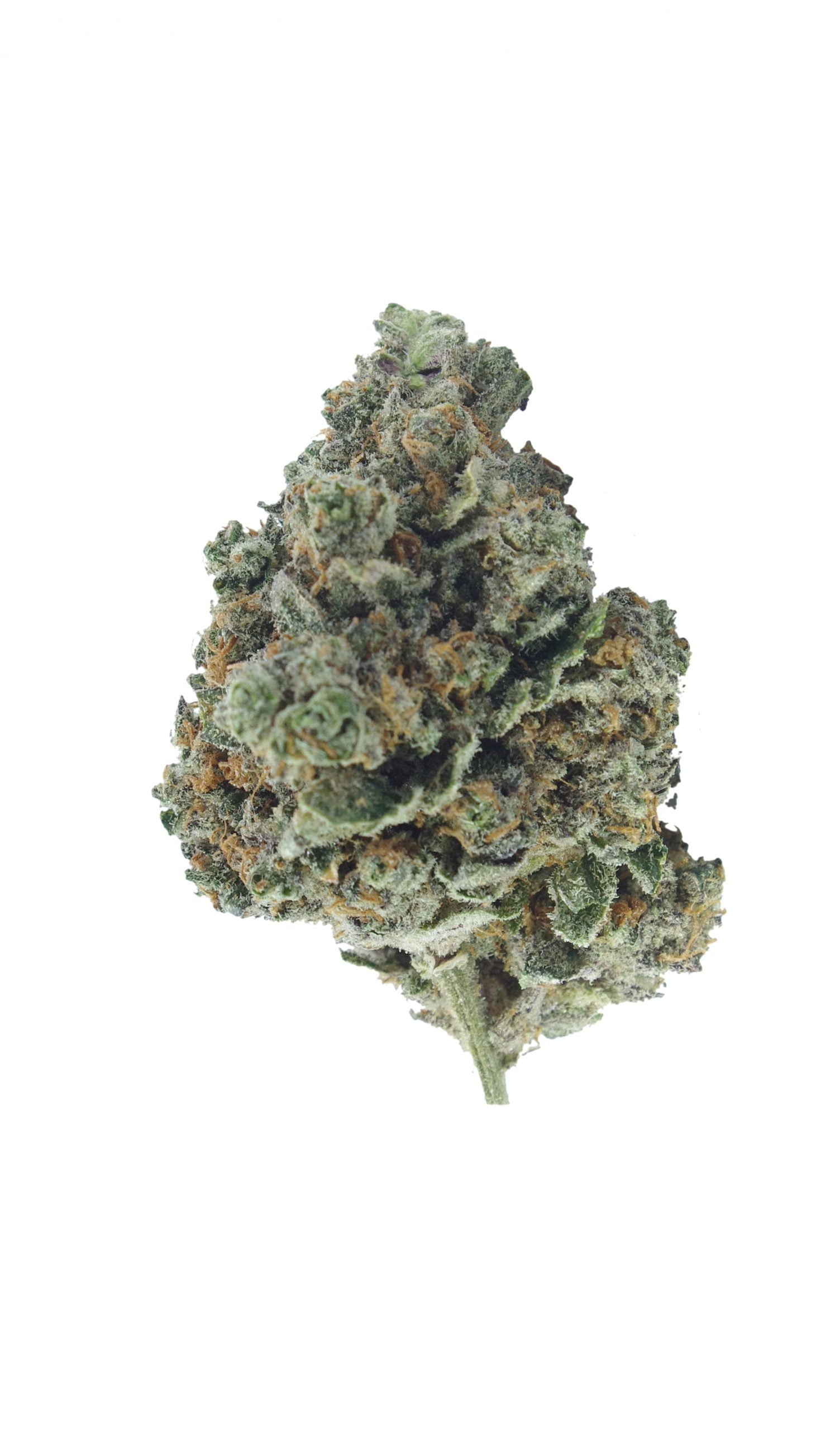 jungle cookies bud scaled Jungle Cookies Oz Special