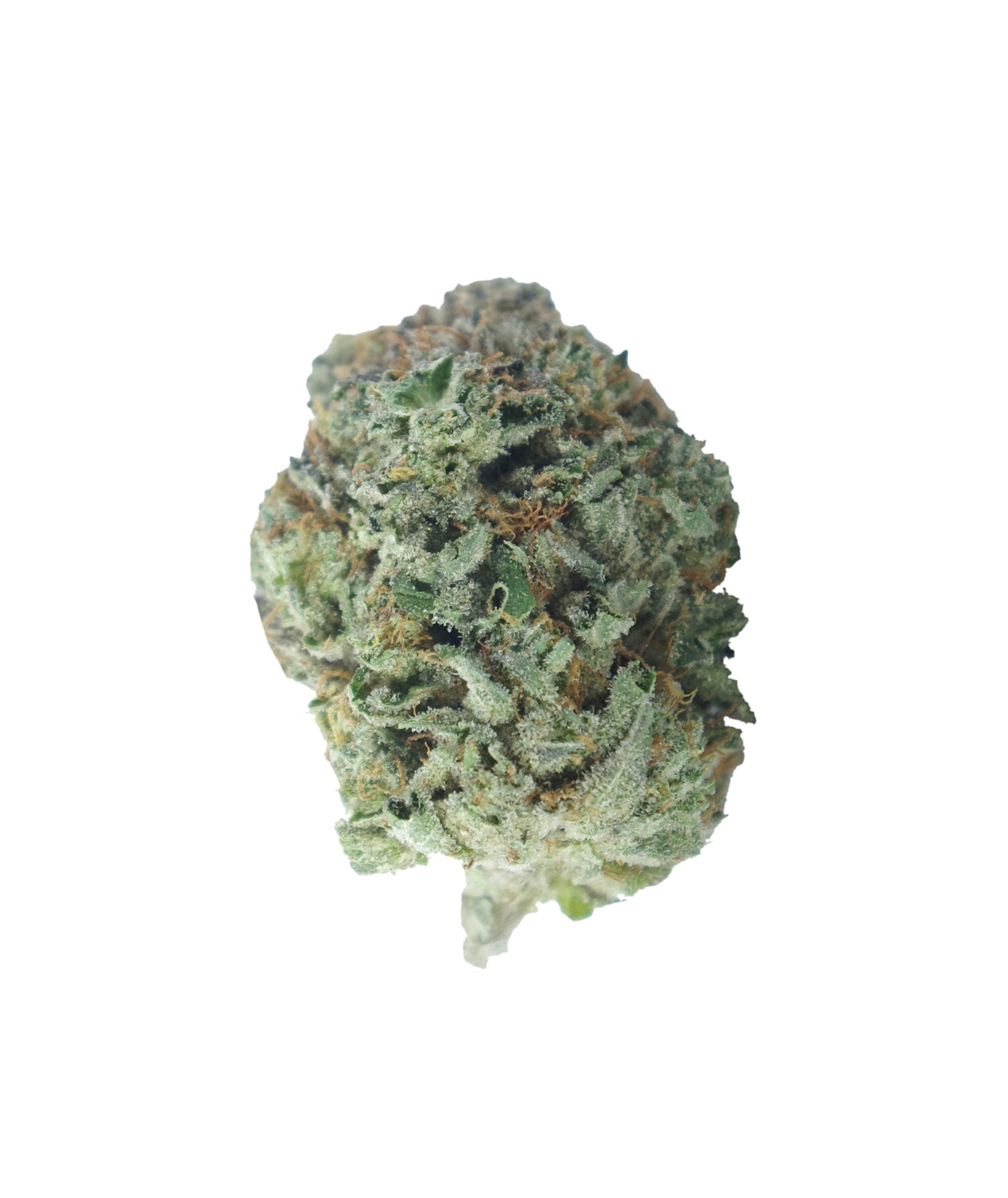 Island Pink bud scaled Island Pink Oz Special