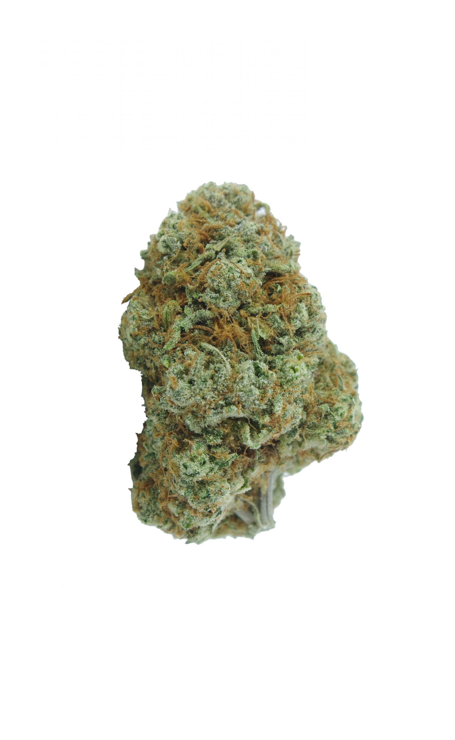 Tangerine Dream bud scaled Tangerine Dream (Oz Special)