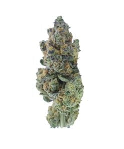 buy purple unicorn online