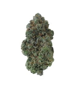 buy rainbow chip online