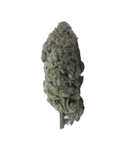 buy quattro kush online
