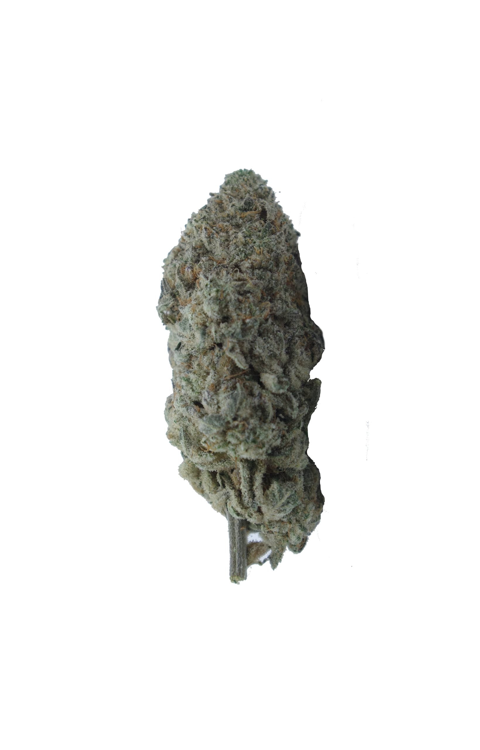 Quattro bud scaled Quattro Kush Oz Special
