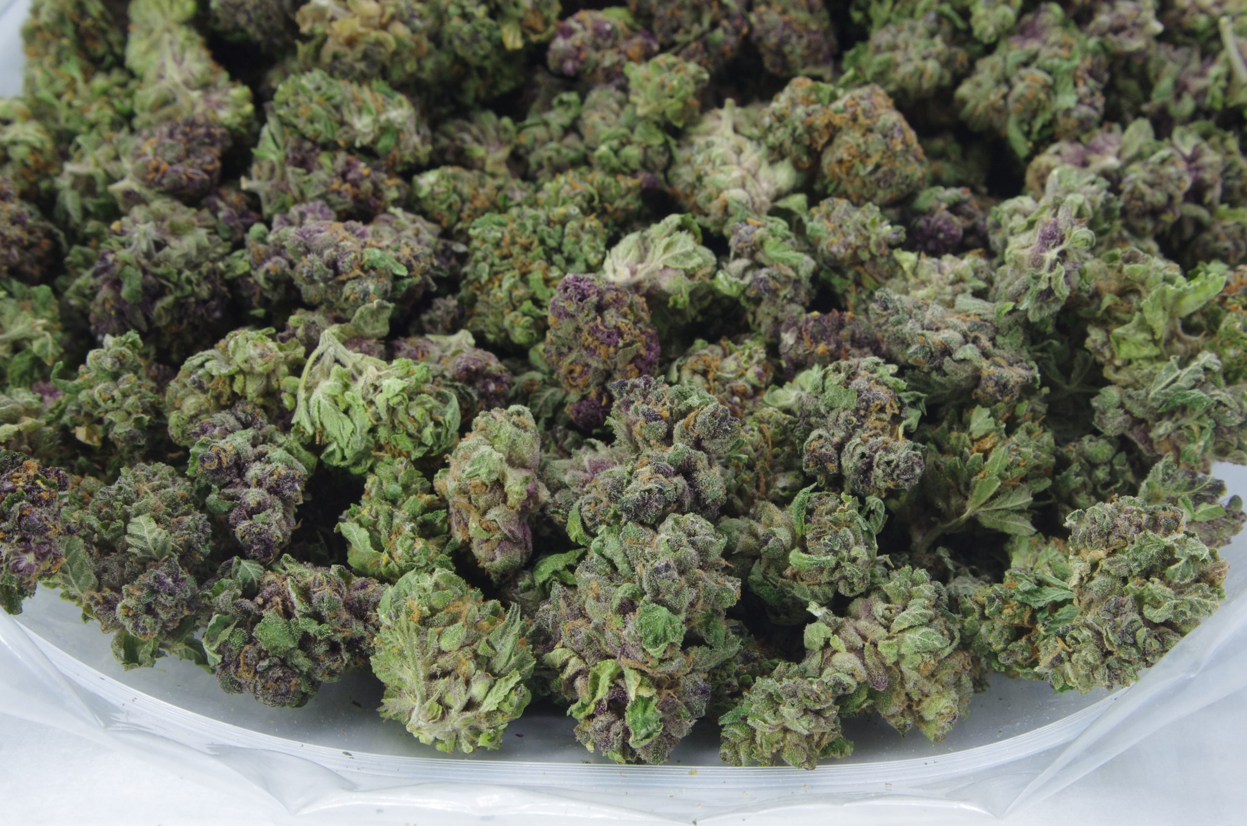 blood orange bag scaled Blood Orange Mids Oz Special