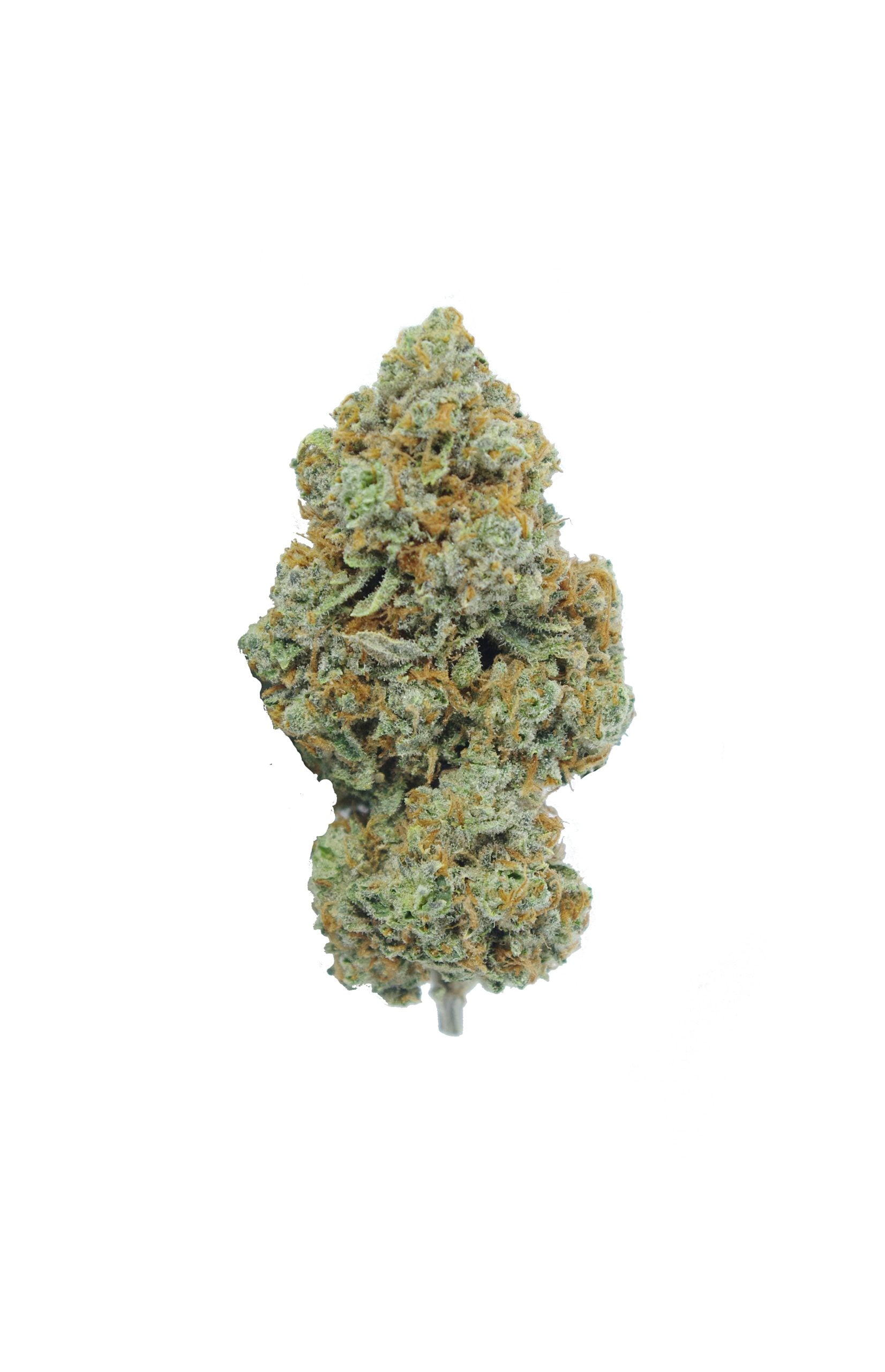 chocolope bud scaled Chocolope (3.5G)