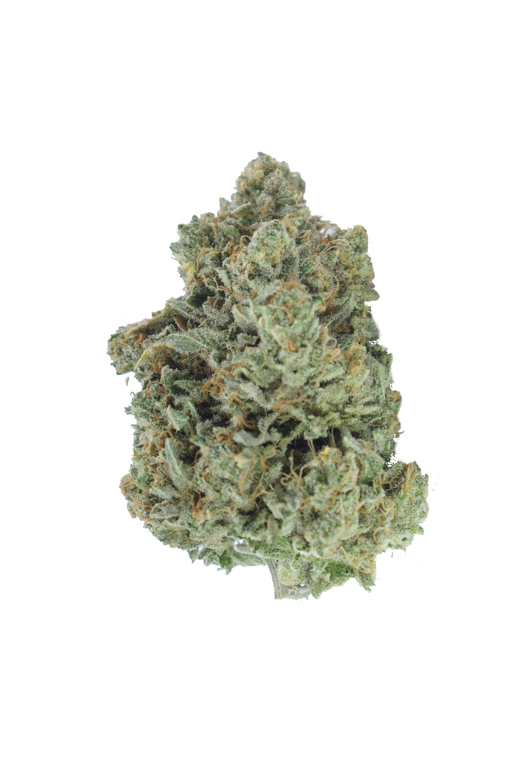 greasy pink bud scaled Greasy Pink (3.5G)