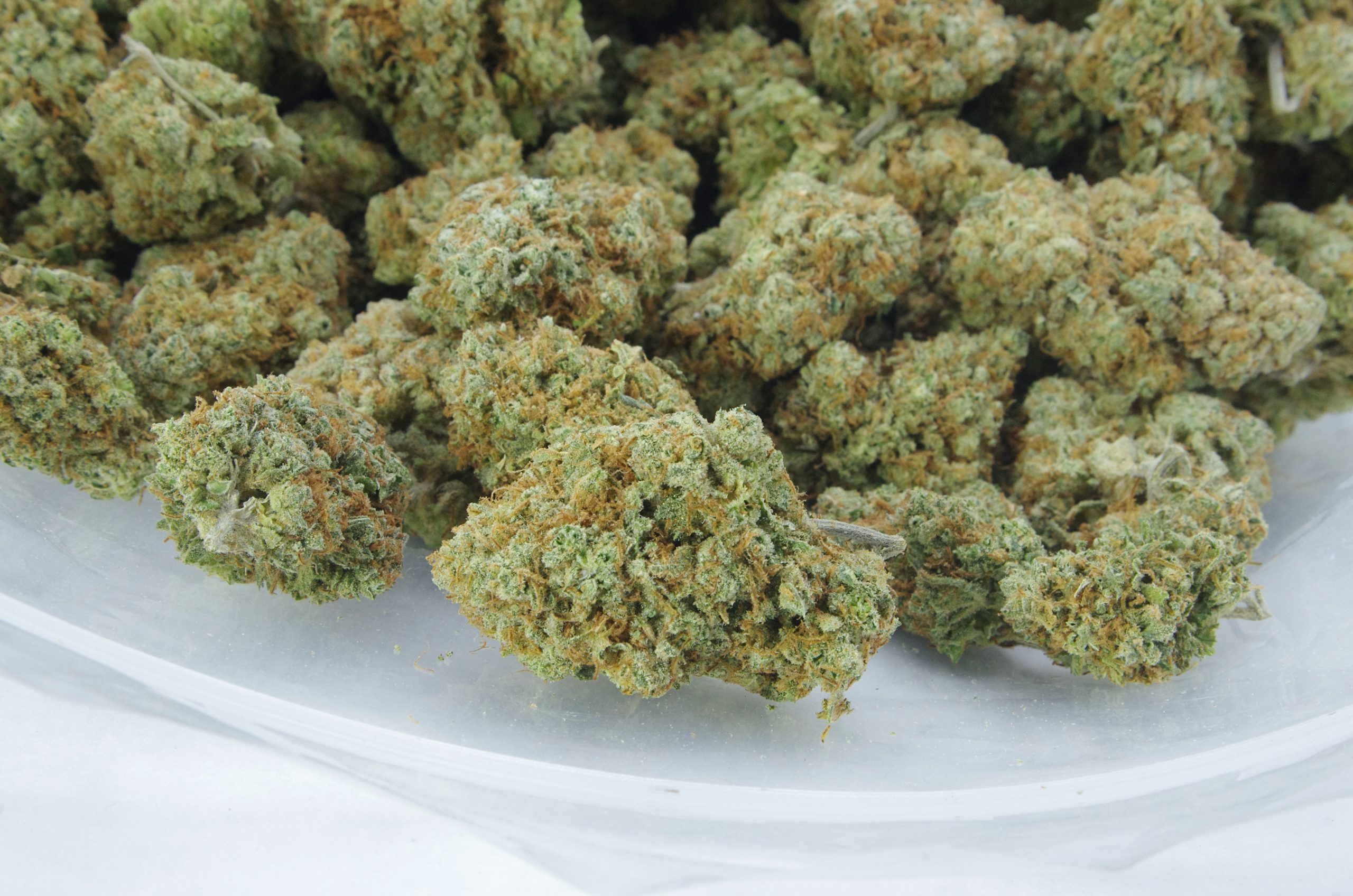 sour og bag scaled White Shark Oz Special