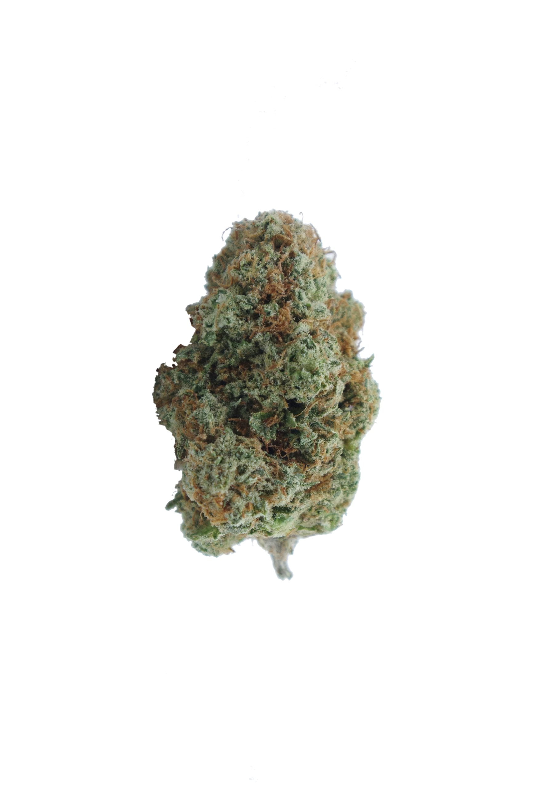 sour og bud scaled White Shark Oz Special