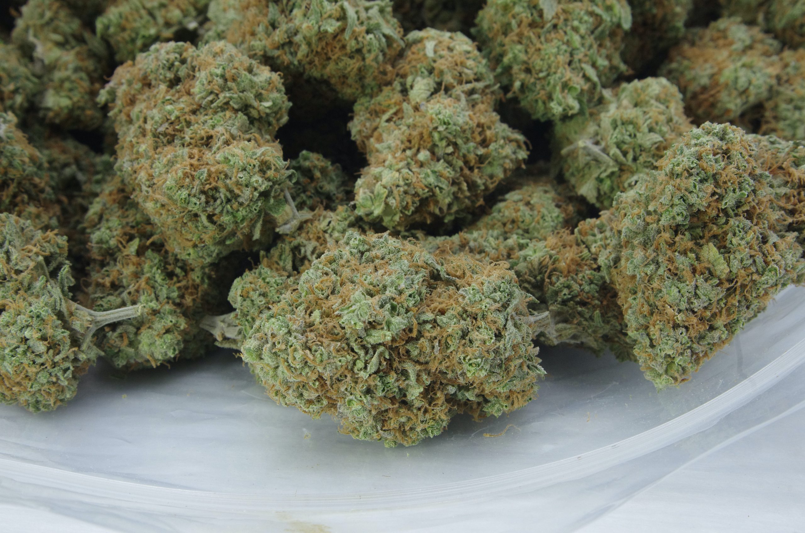 stardawg bag scaled Stardawg (Oz Special)